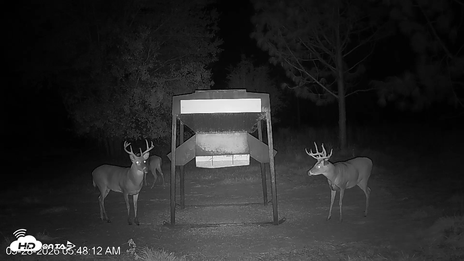Snapshot of Leesburg Georgia Live Deer Feeder Webcam taken Sep 28, 2026, 5:48am EDT