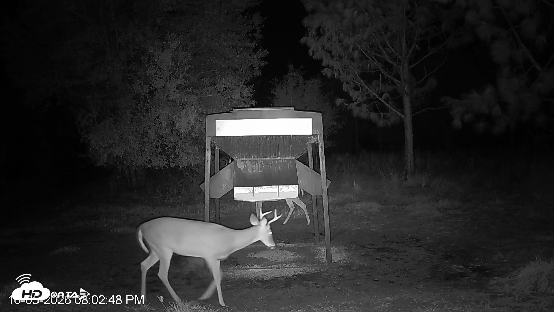 Snapshot of Leesburg Georgia Live Deer Feeder Webcam taken Oct 5, 2026, 8:02pm EDT