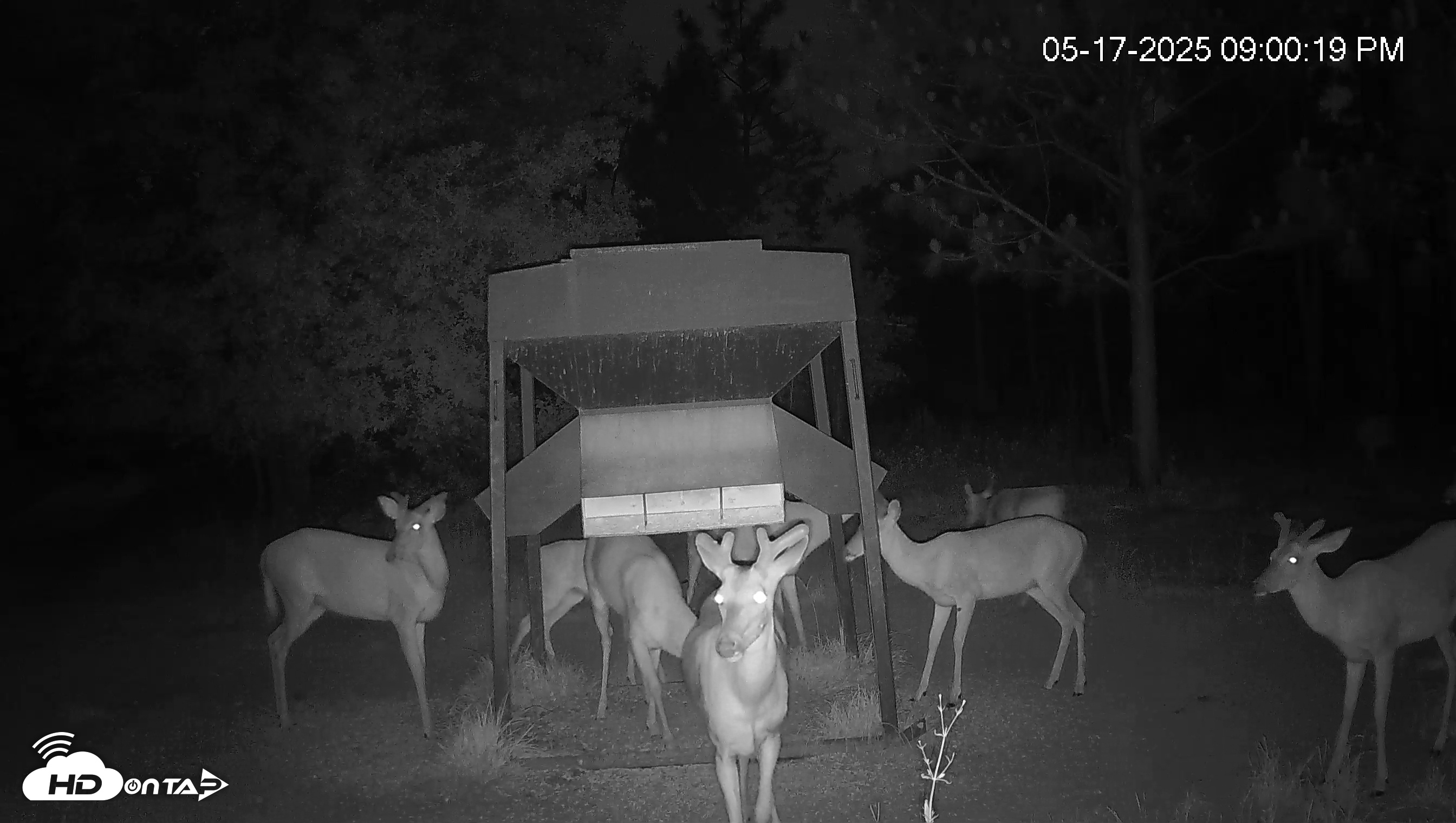Snapshot of Leesburg Georgia Live Deer Feeder Webcam taken May 17, 2025, 8:59pm EDT