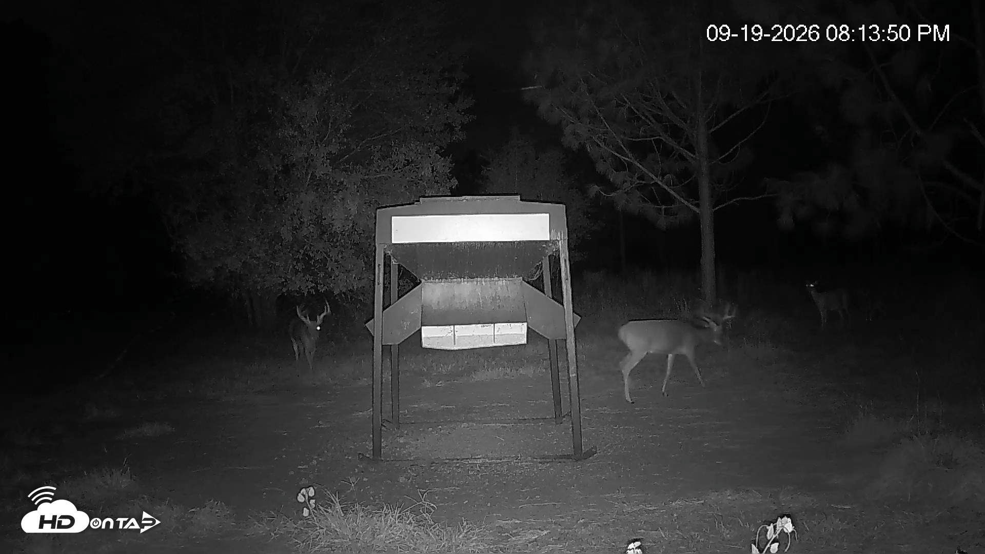 Snapshot of Leesburg Georgia Live Deer Feeder Webcam taken Sep 19, 2026, 8:14pm EDT