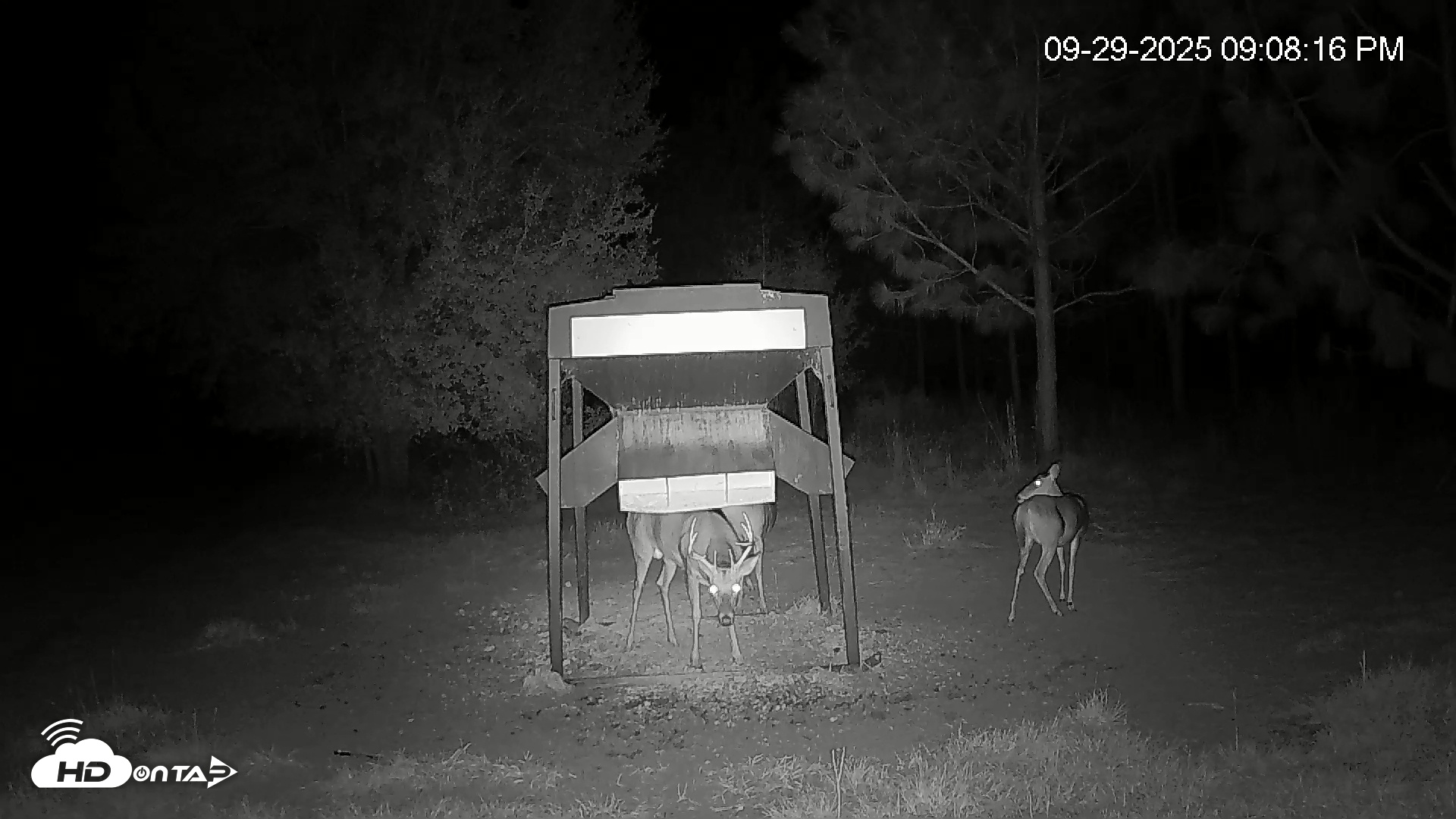 Snapshot of Leesburg Georgia Live Deer Feeder Webcam taken Sep 29, 2025, 9:08pm EDT