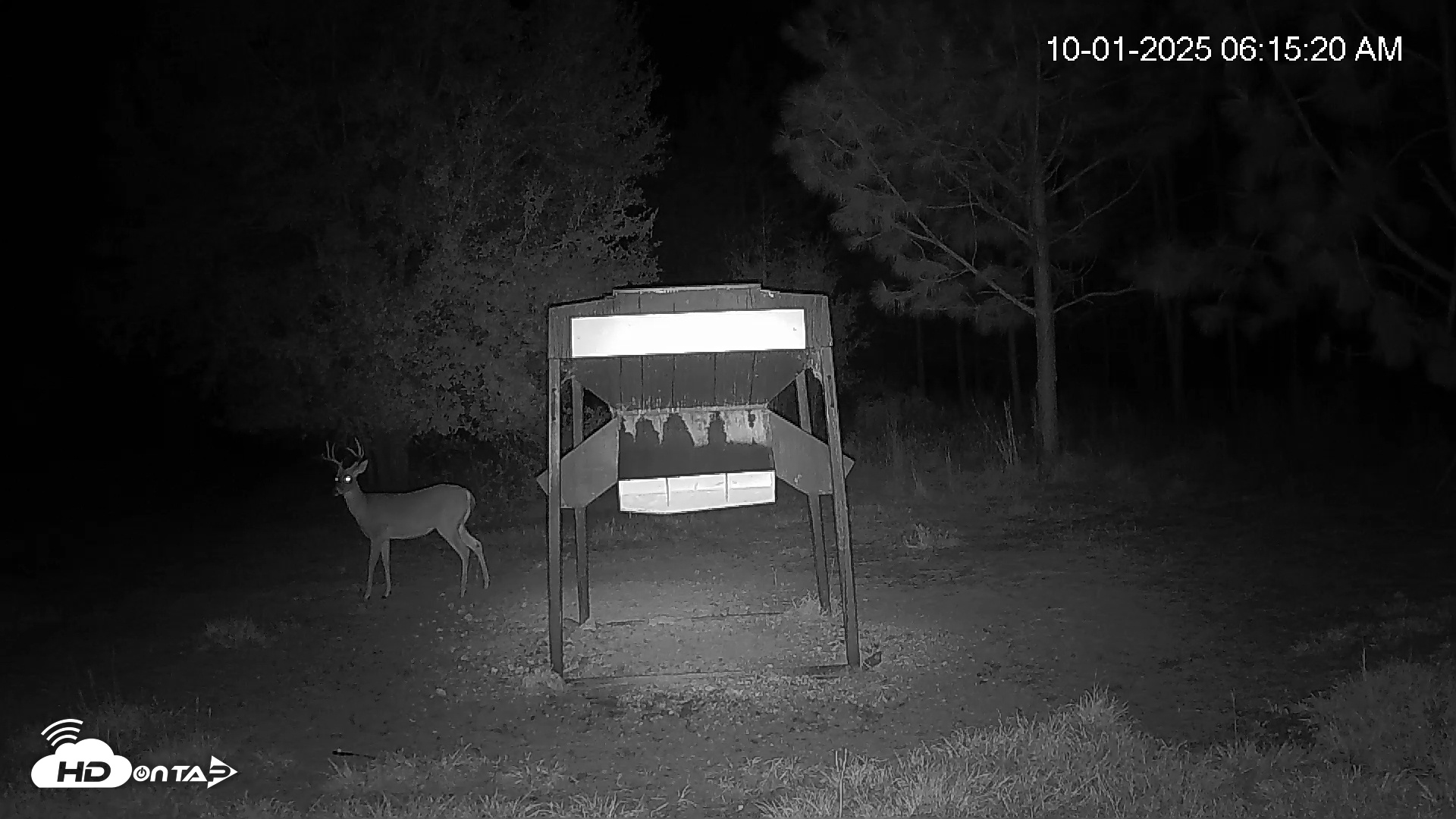 Snapshot of Leesburg Georgia Live Deer Feeder Webcam taken Oct 1, 2025, 6:15am EDT