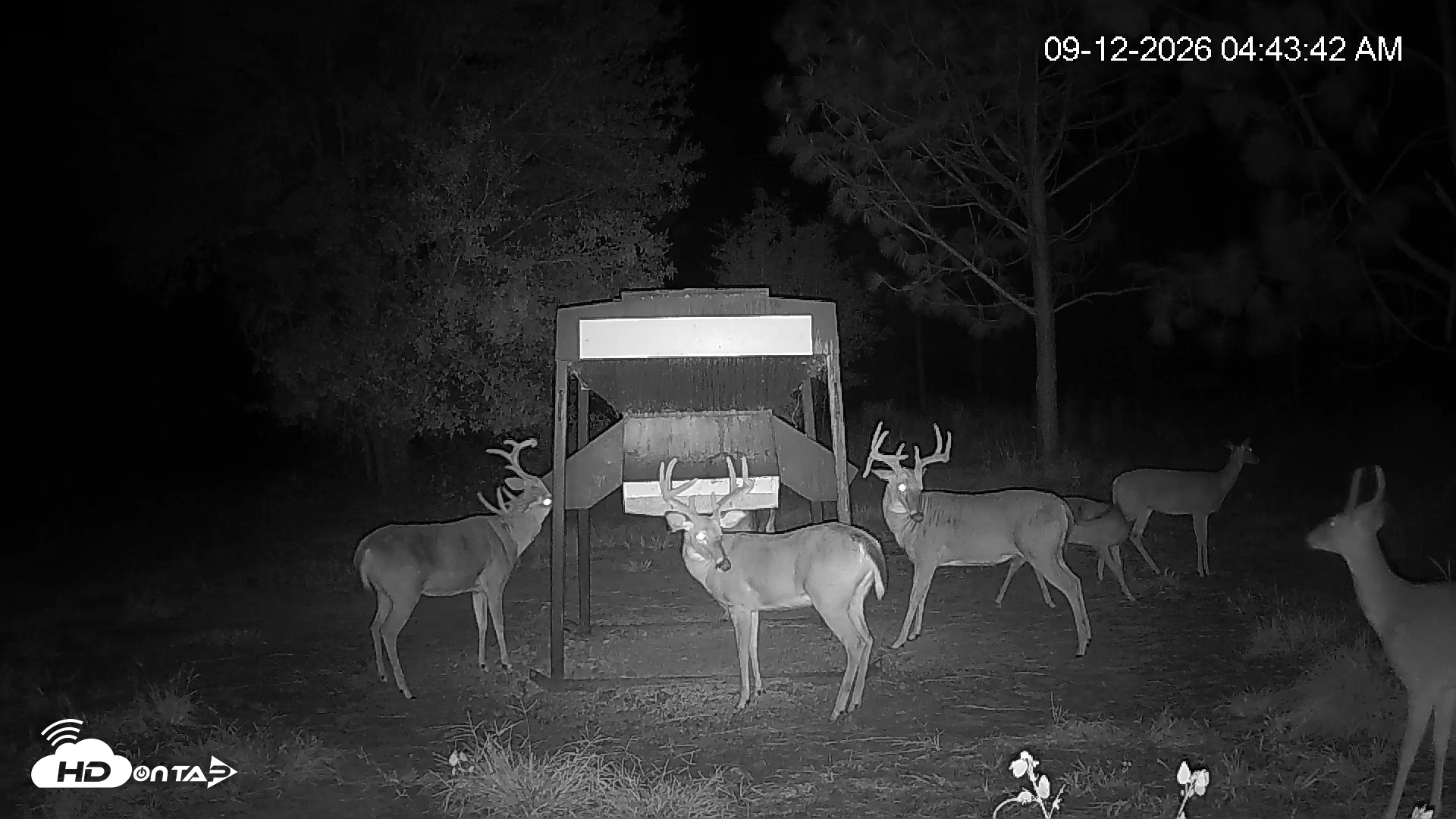 Snapshot of Leesburg Georgia Live Deer Feeder Webcam taken Sep 12, 2026, 4:44am EDT