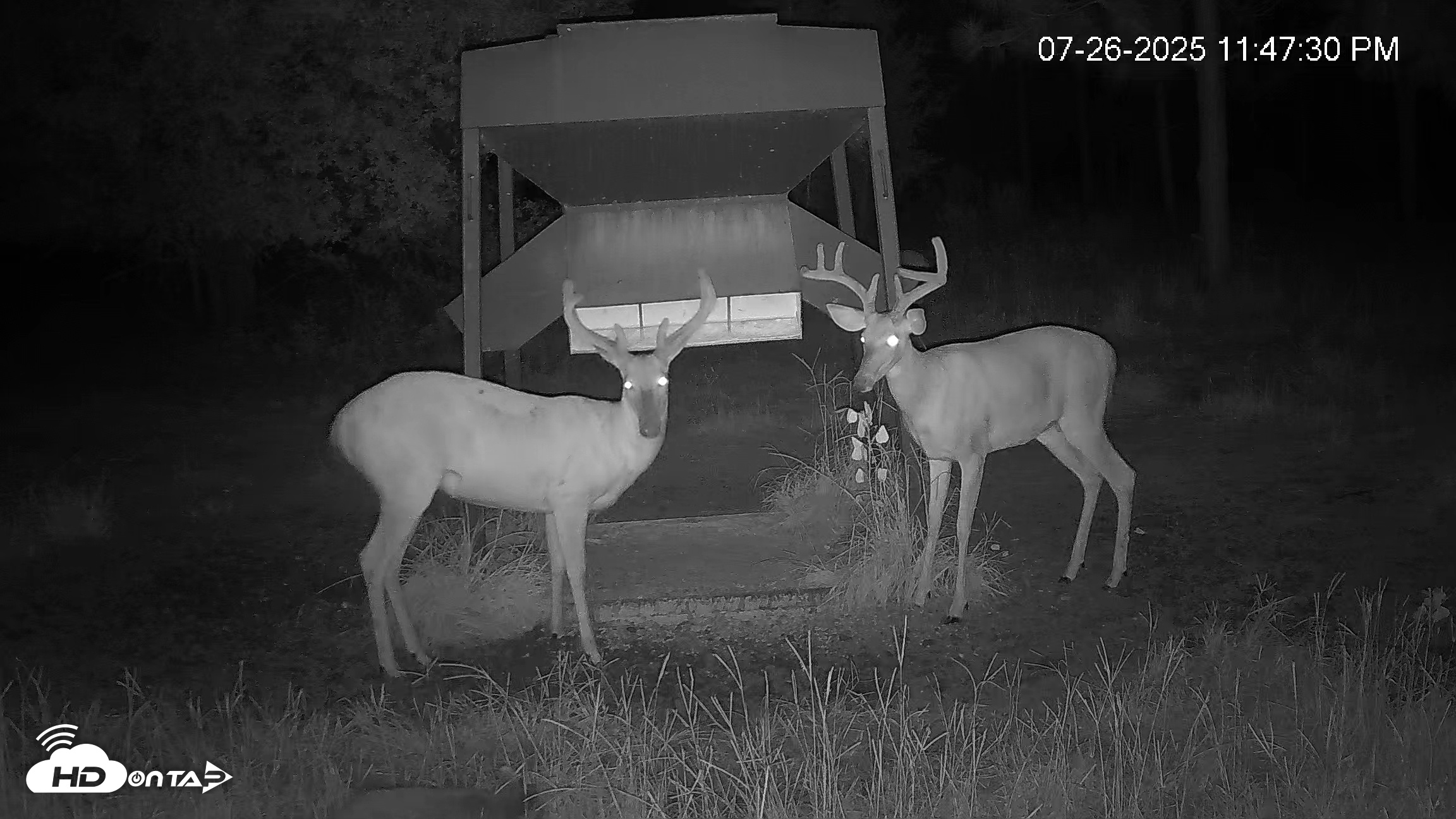 Snapshot of Leesburg Georgia Live Deer Feeder Webcam taken Jul 26, 2025, 11:49pm EDT