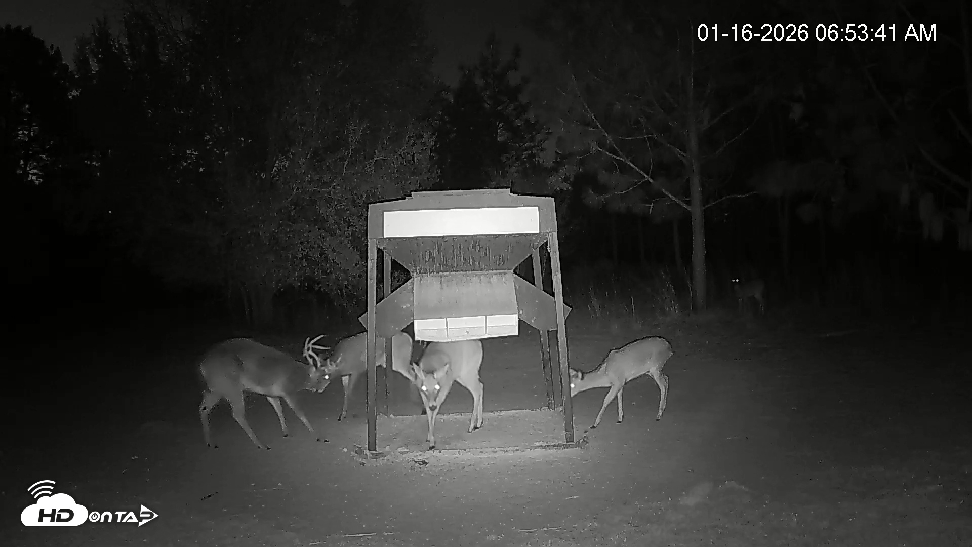 Snapshot of Leesburg Georgia Live Deer Feeder Webcam taken Jan 16, 2026, 6:53am EST