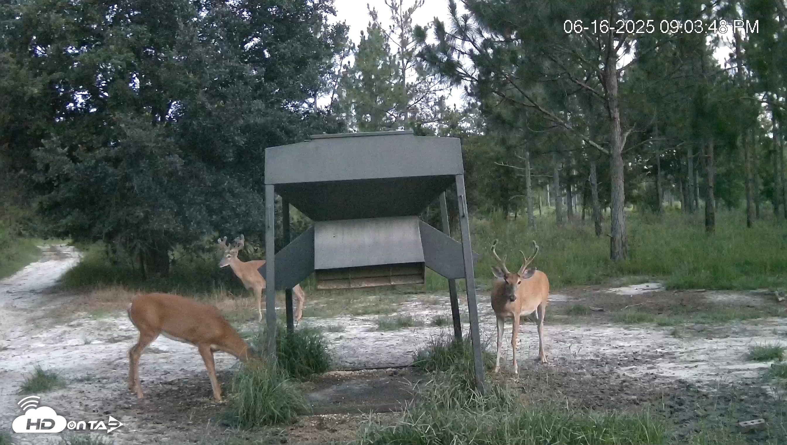 Snapshot of Leesburg Georgia Live Deer Feeder Webcam taken Jun 16, 2025, 9:05pm EDT