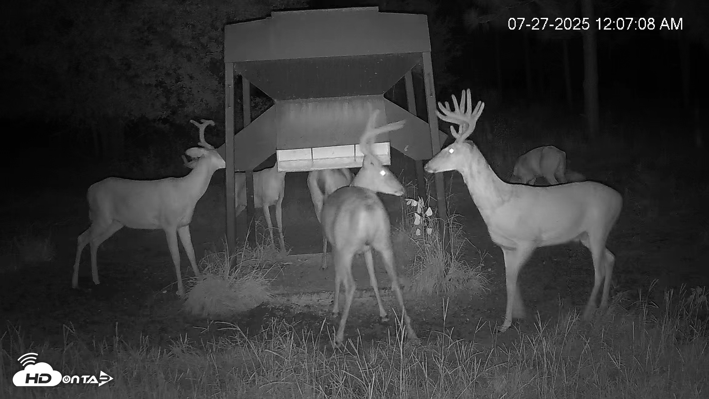Snapshot of Leesburg Georgia Live Deer Feeder Webcam taken Jul 27, 2025, 12:10am EDT