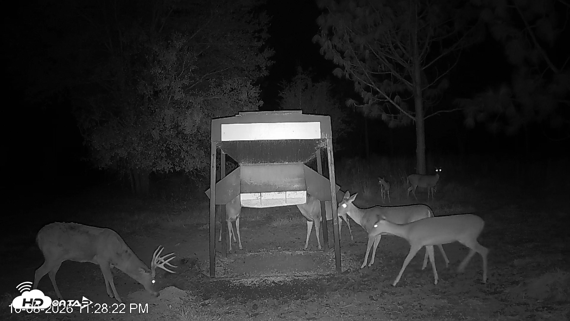 Snapshot of Leesburg Georgia Live Deer Feeder Webcam taken Oct 8, 2026, 11:28pm EDT