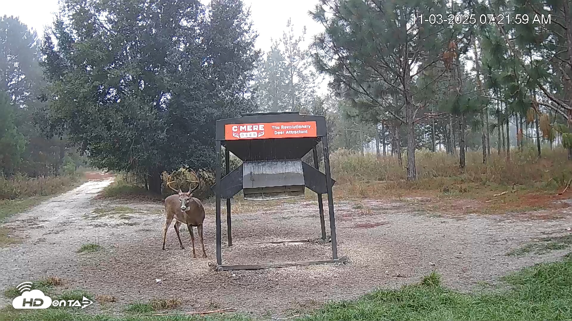 Snapshot of Leesburg Georgia Live Deer Feeder Webcam taken Nov 3, 2025, 7:21am EST