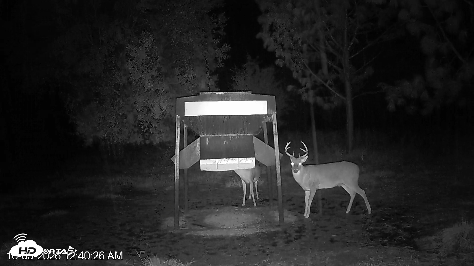 Snapshot of Leesburg Georgia Live Deer Feeder Webcam taken Oct 5, 2026, 12:40am EDT