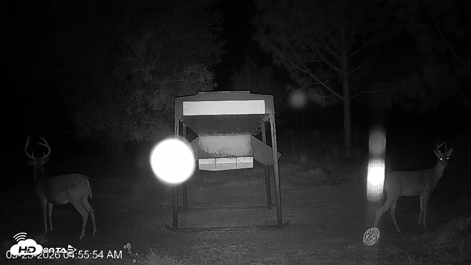Snapshot of Leesburg Georgia Live Deer Feeder Webcam taken Sep 23, 2026, 4:56am EDT