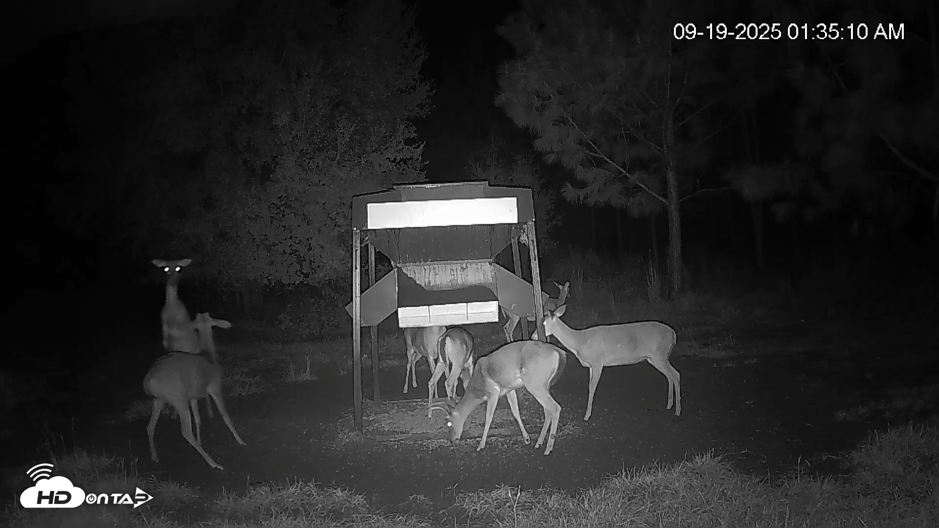 Snapshot of Leesburg Georgia Live Deer Feeder Webcam taken Sep 19, 2025, 1:35am EDT