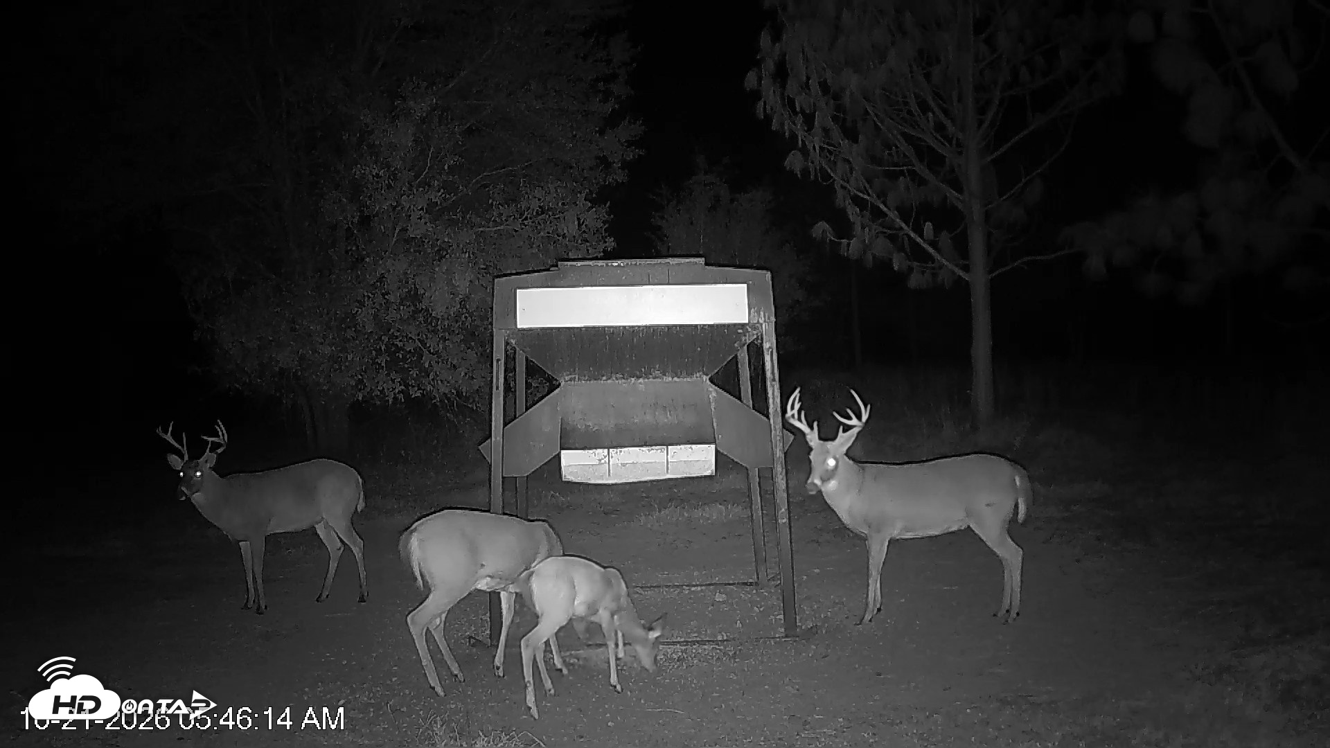 Snapshot of Leesburg Georgia Live Deer Feeder Webcam taken Oct 21, 2026, 5:46am EDT
