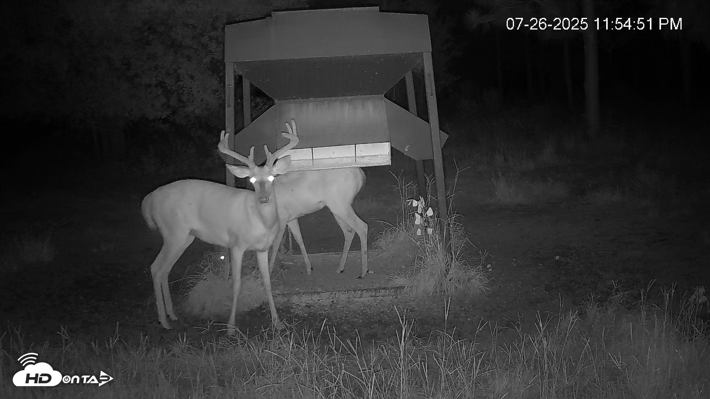 Snapshot of Leesburg Georgia Live Deer Feeder Webcam taken Jul 26, 2025, 11:56pm EDT