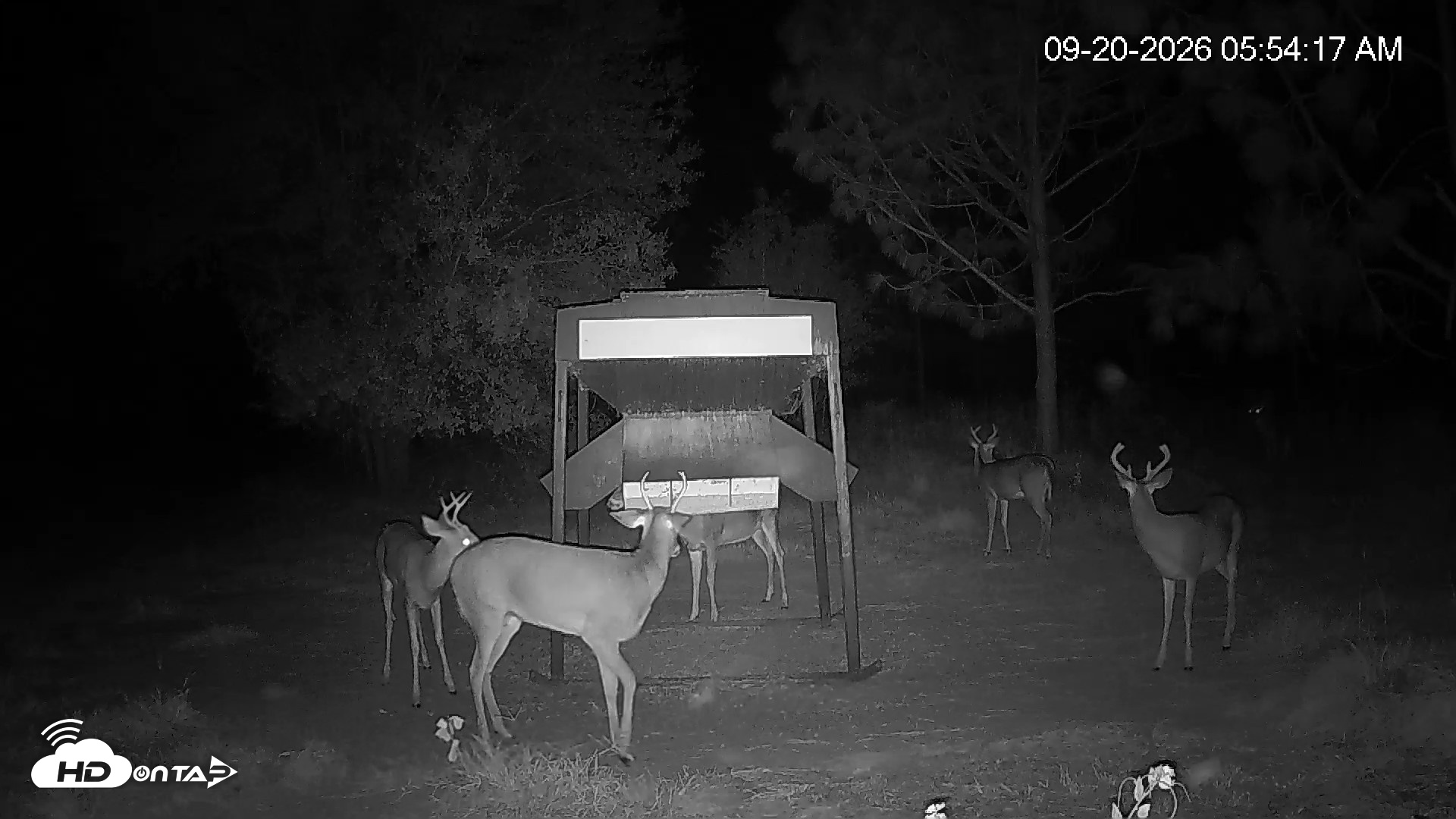 Snapshot of Leesburg Georgia Live Deer Feeder Webcam taken Sep 20, 2026, 5:54am EDT