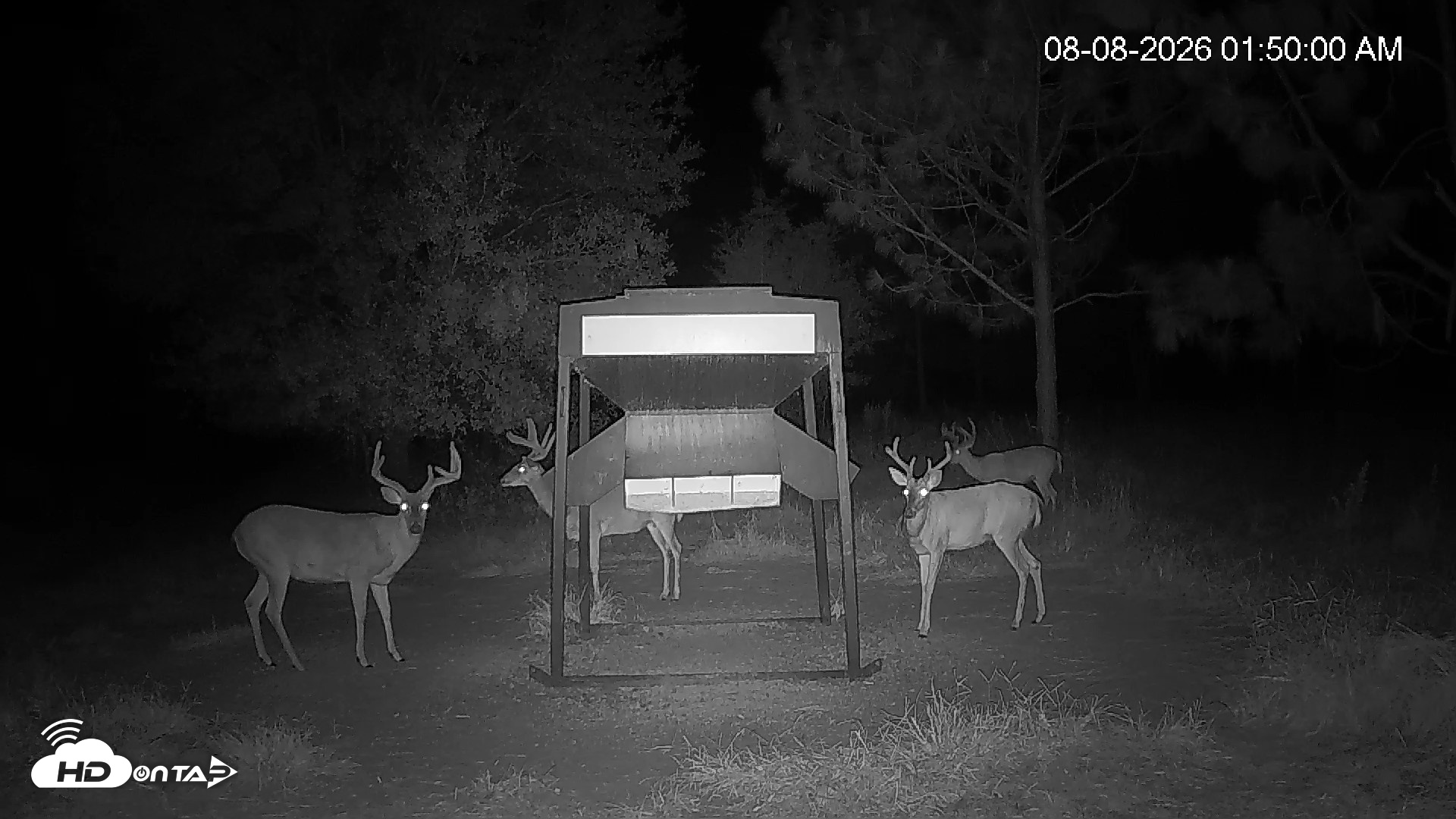 Snapshot of Leesburg Georgia Live Deer Feeder Webcam taken Aug 8, 2026, 1:50am EDT