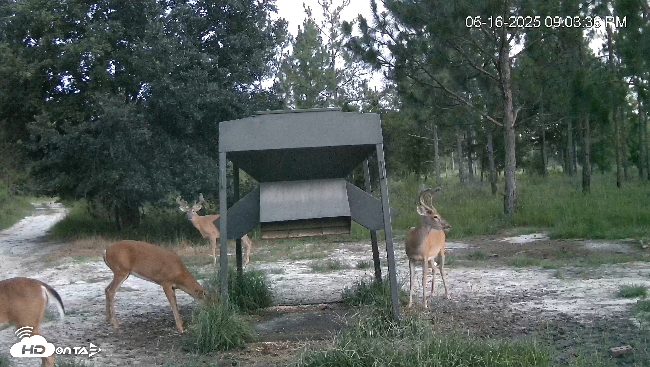 Snapshot of Leesburg Georgia Live Deer Feeder Webcam taken Jun 16, 2025, 9:04pm EDT
