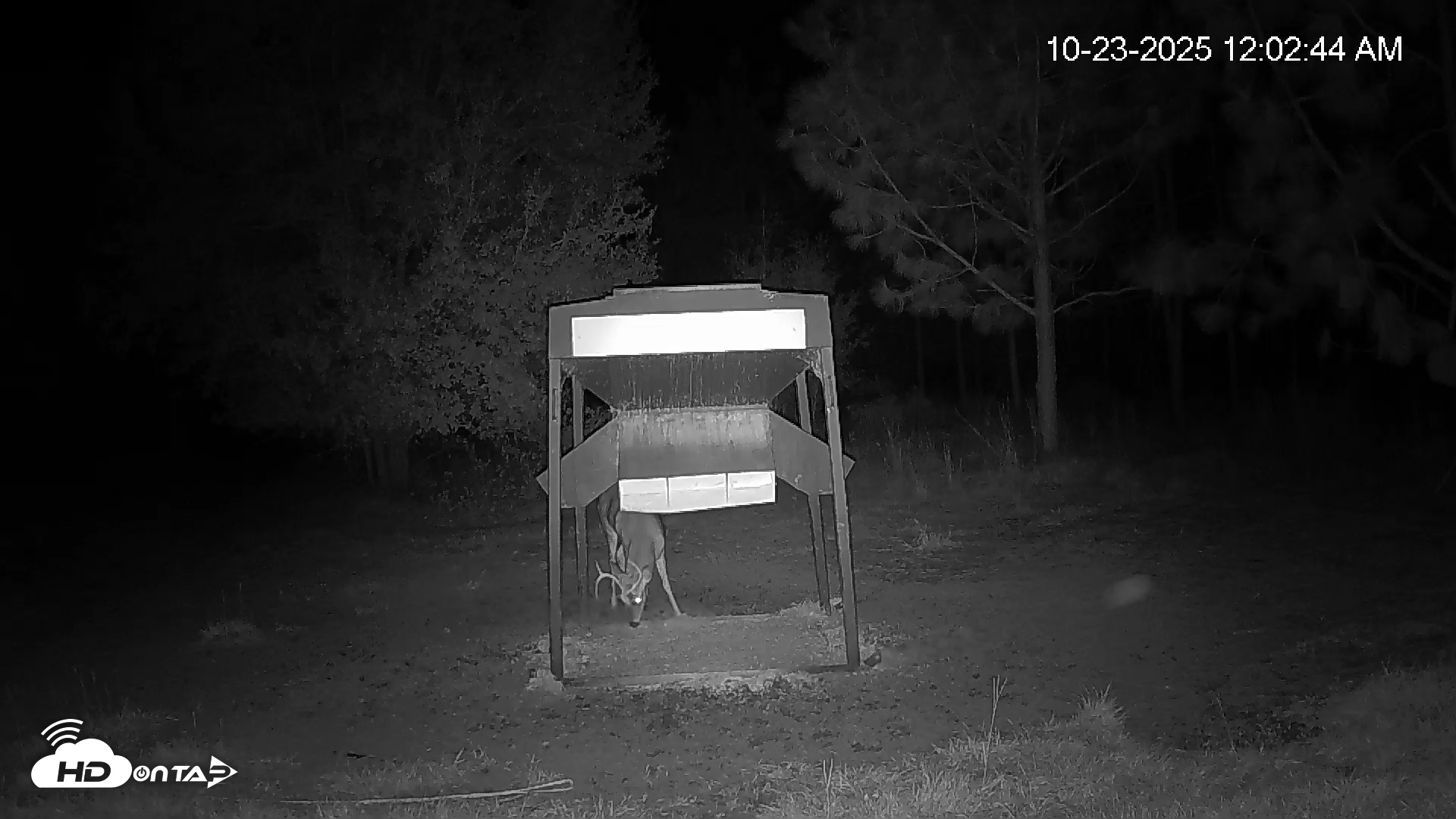 Snapshot of Leesburg Georgia Live Deer Feeder Webcam taken Oct 23, 2025, 12:02am EDT