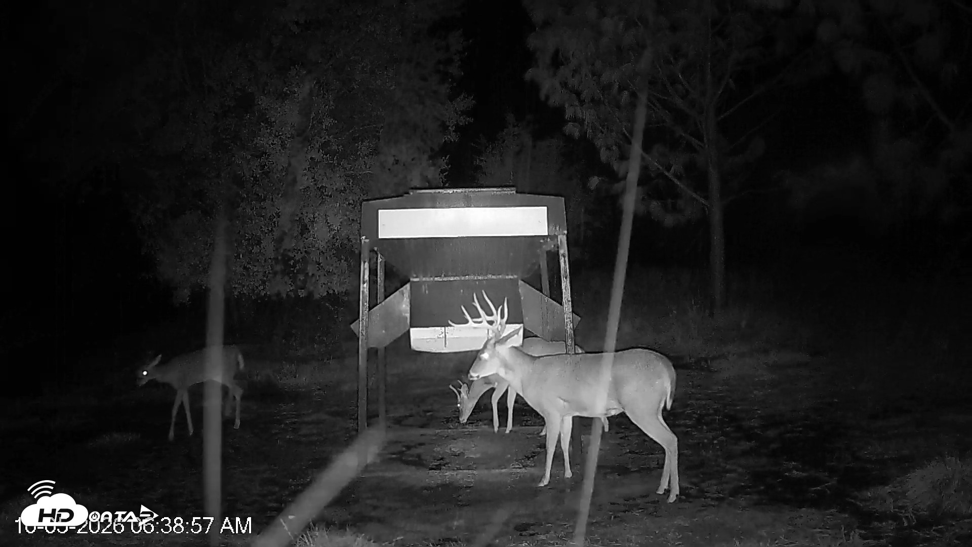 Snapshot of Leesburg Georgia Live Deer Feeder Webcam taken Oct 5, 2026, 6:38am EDT