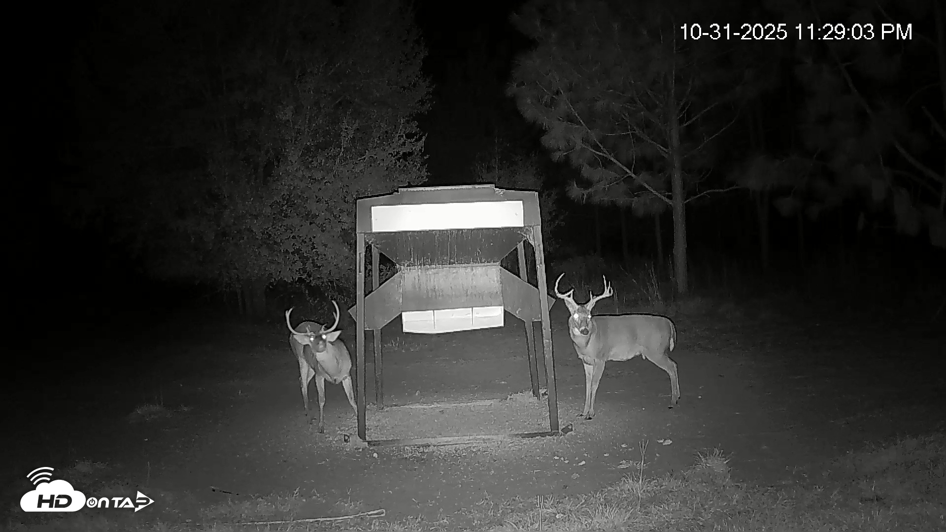 Snapshot of Leesburg Georgia Live Deer Feeder Webcam taken Nov 1, 2025, 12:28am EDT