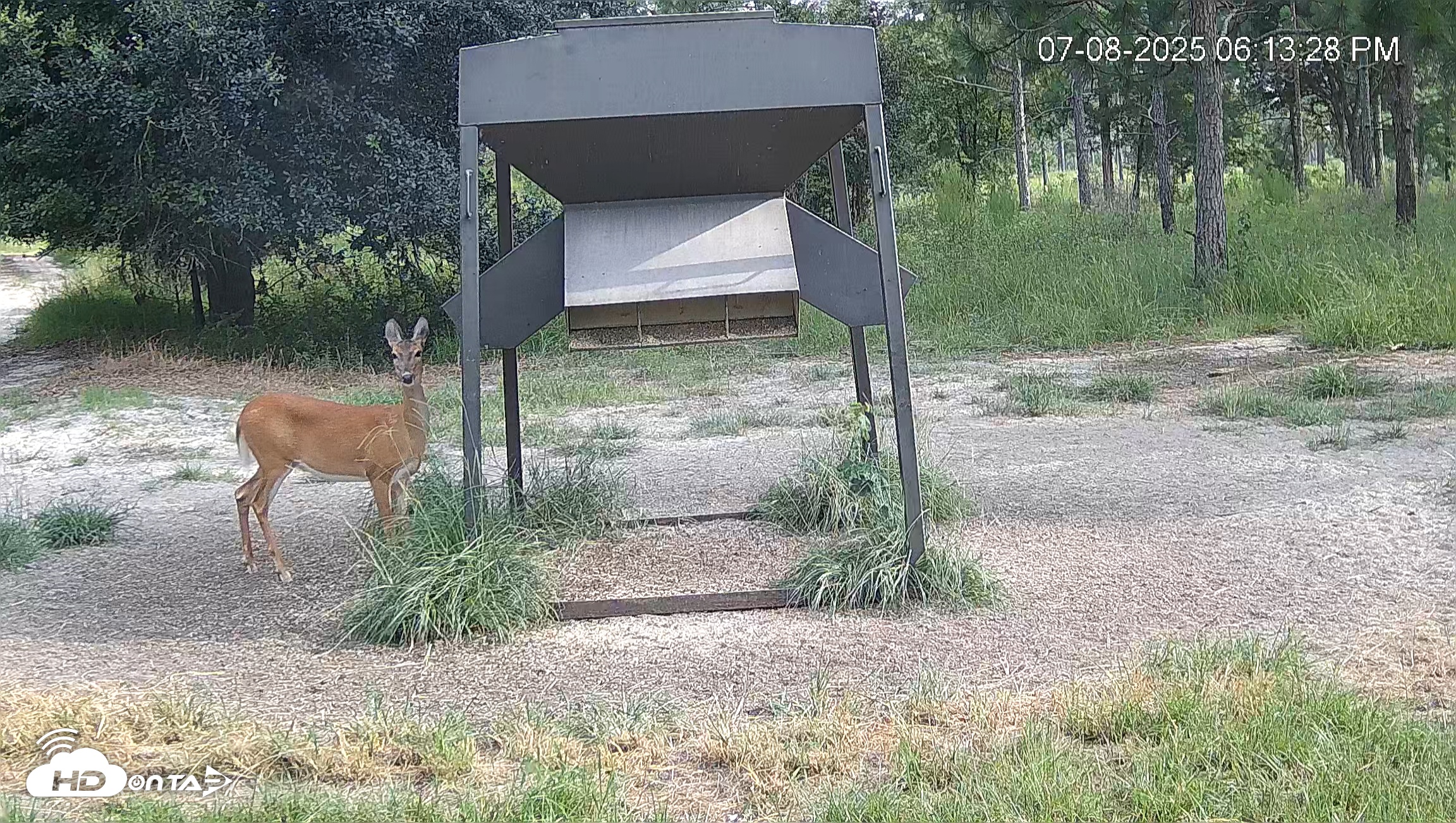 Snapshot of Leesburg Georgia Live Deer Feeder Webcam taken Jul 8, 2025, 6:13pm EDT