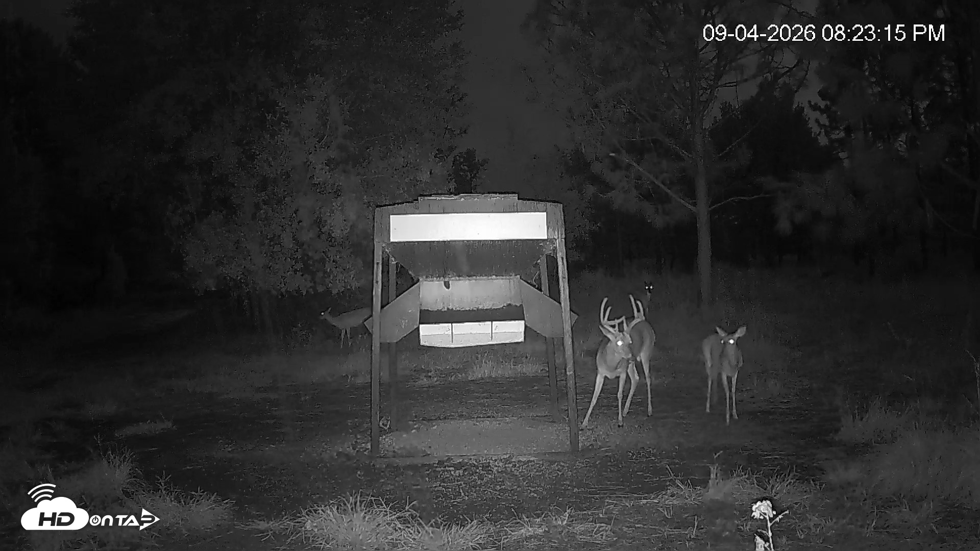 Snapshot of Leesburg Georgia Live Deer Feeder Webcam taken Sep 4, 2026, 8:24pm EDT
