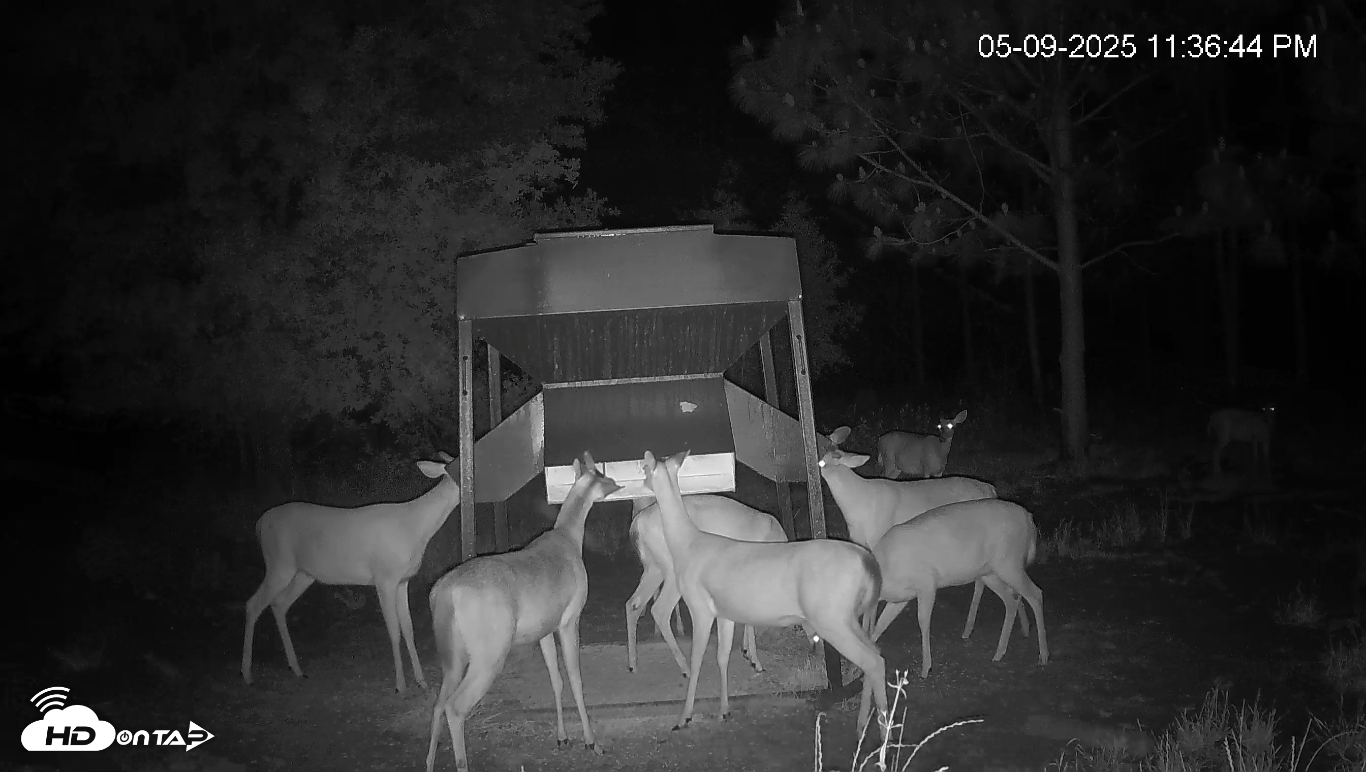 Snapshot of Leesburg Georgia Live Deer Feeder Webcam taken May 9, 2025, 11:36pm EDT