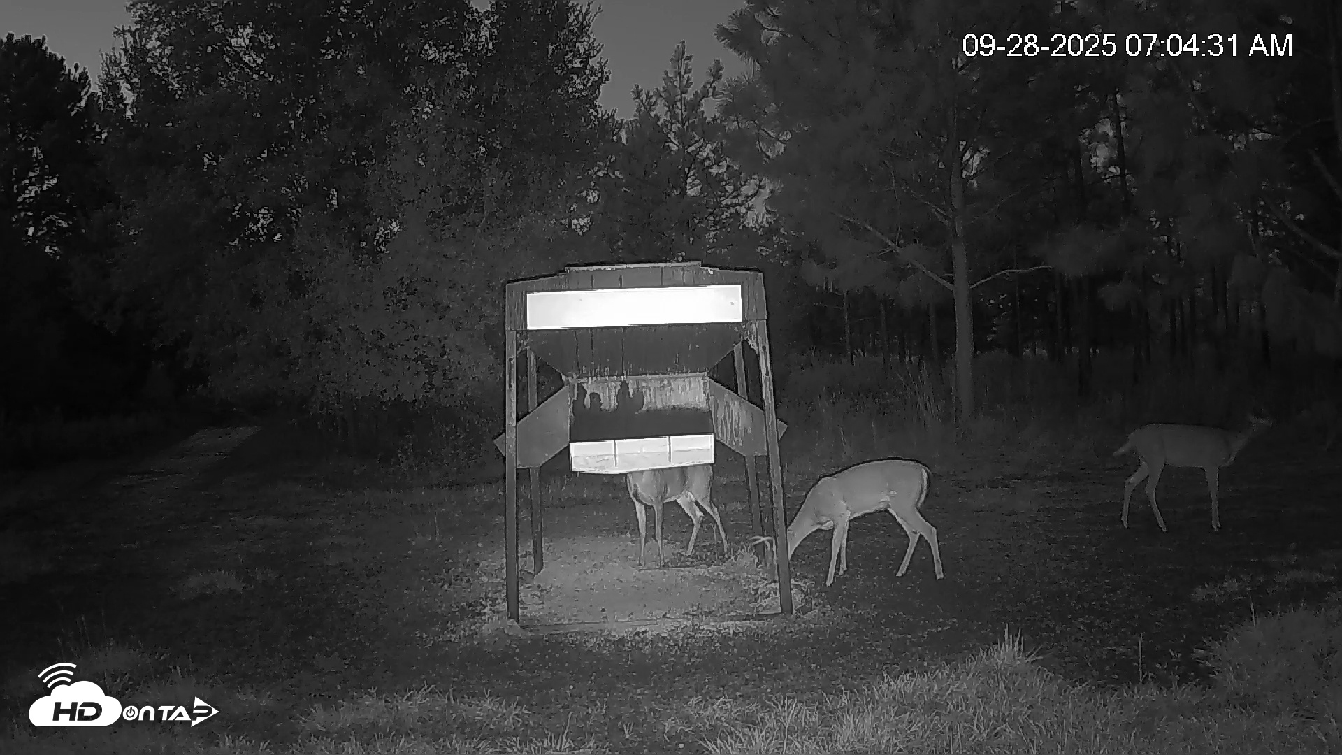 Snapshot of Leesburg Georgia Live Deer Feeder Webcam taken Sep 28, 2025, 7:04am EDT