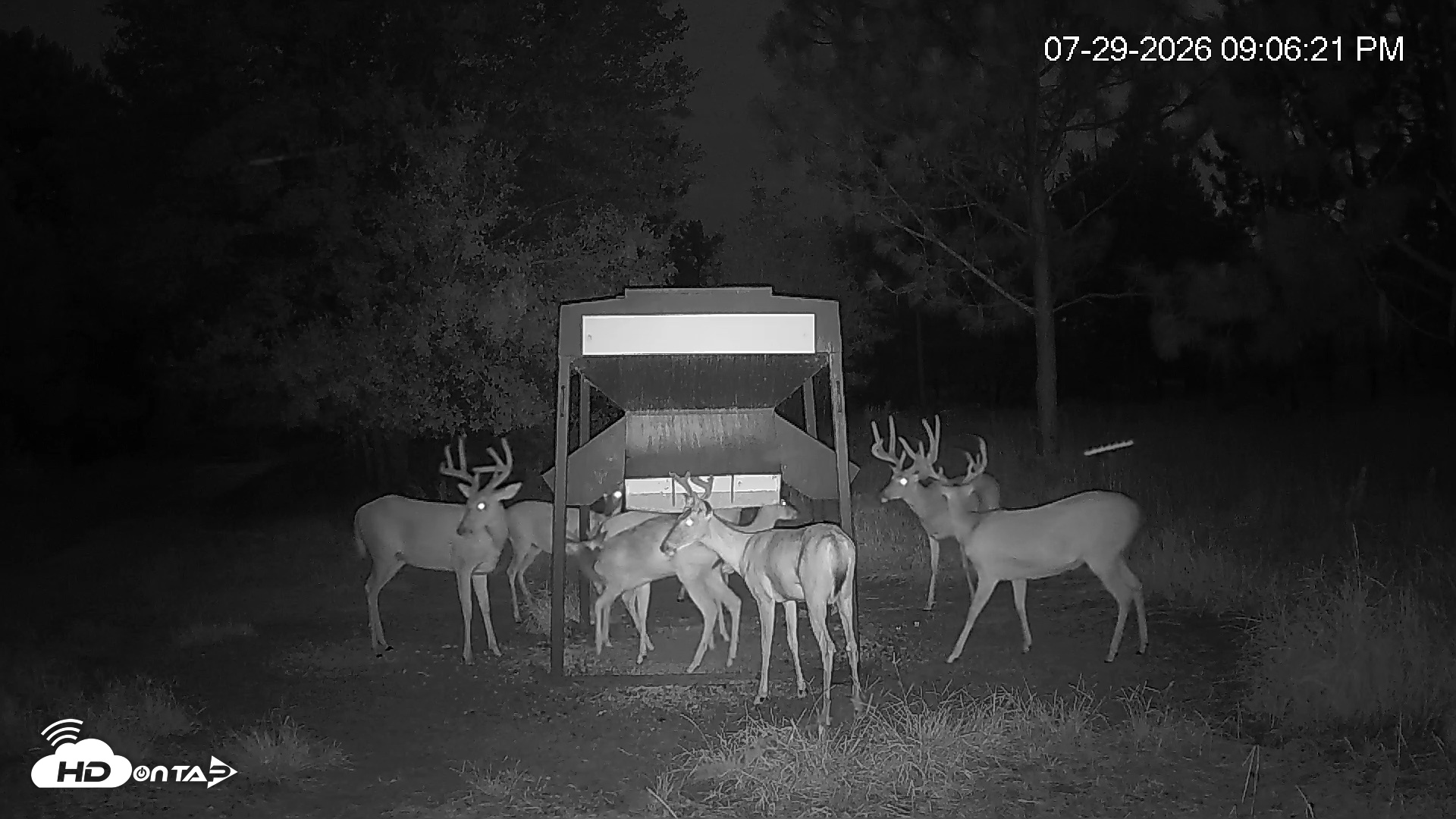 Snapshot of Leesburg Georgia Live Deer Feeder Webcam taken Jul 29, 2026, 9:07pm EDT