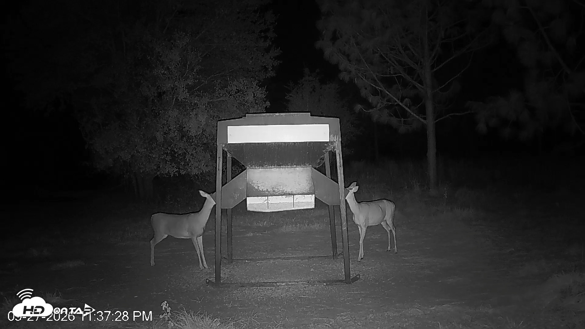 Snapshot of Leesburg Georgia Live Deer Feeder Webcam taken Sep 27, 2026, 11:37pm EDT