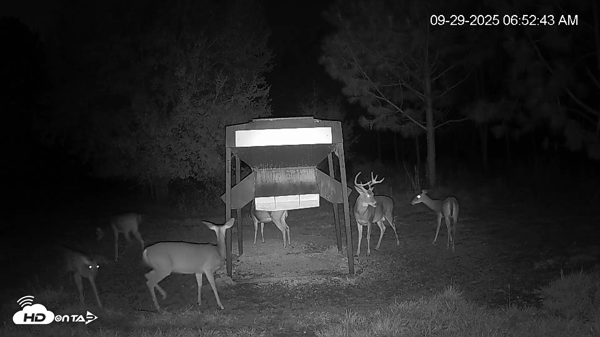 Snapshot of Leesburg Georgia Live Deer Feeder Webcam taken Sep 29, 2025, 6:52am EDT