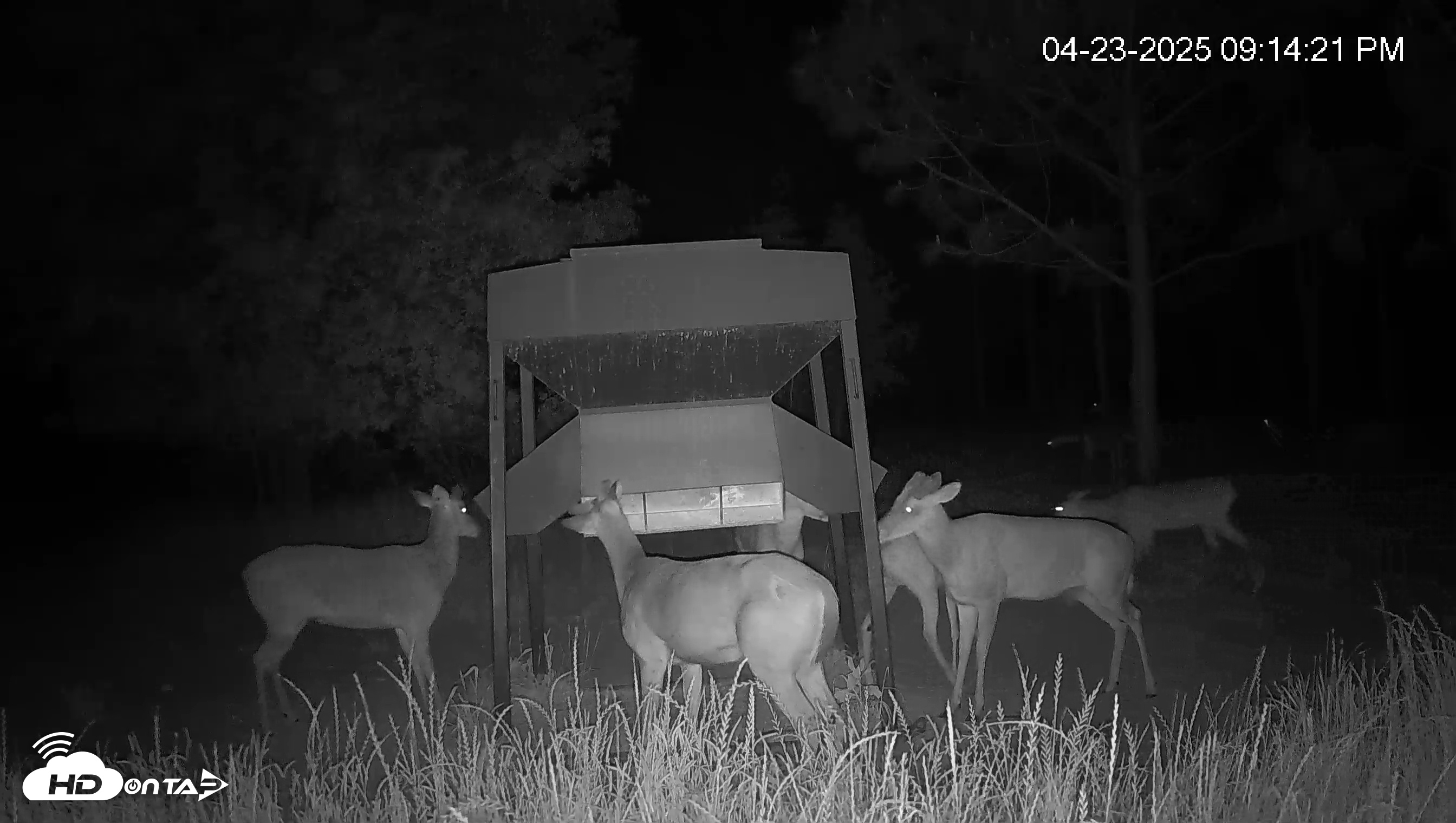 Snapshot of Leesburg Georgia Live Deer Feeder Webcam taken Apr 23, 2025, 9:14pm EDT