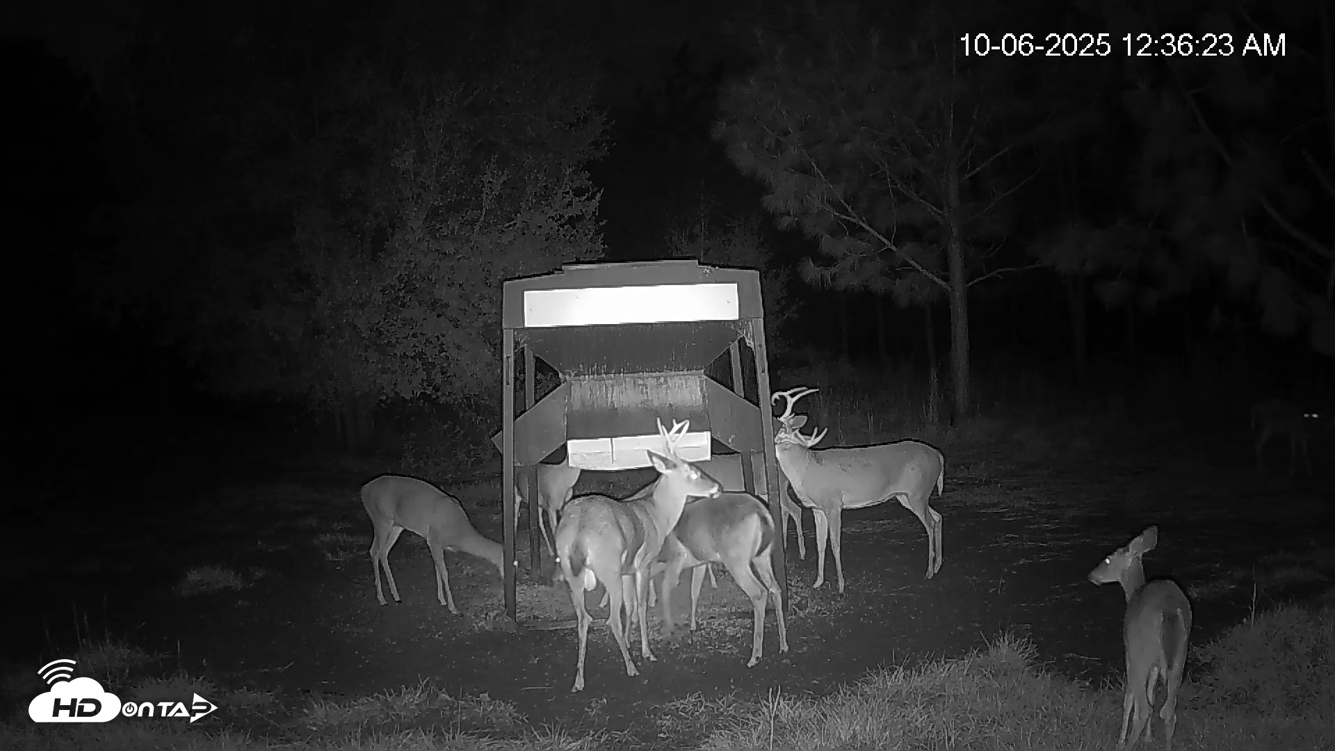 Snapshot of Leesburg Georgia Live Deer Feeder Webcam taken Oct 6, 2025, 12:35am EDT