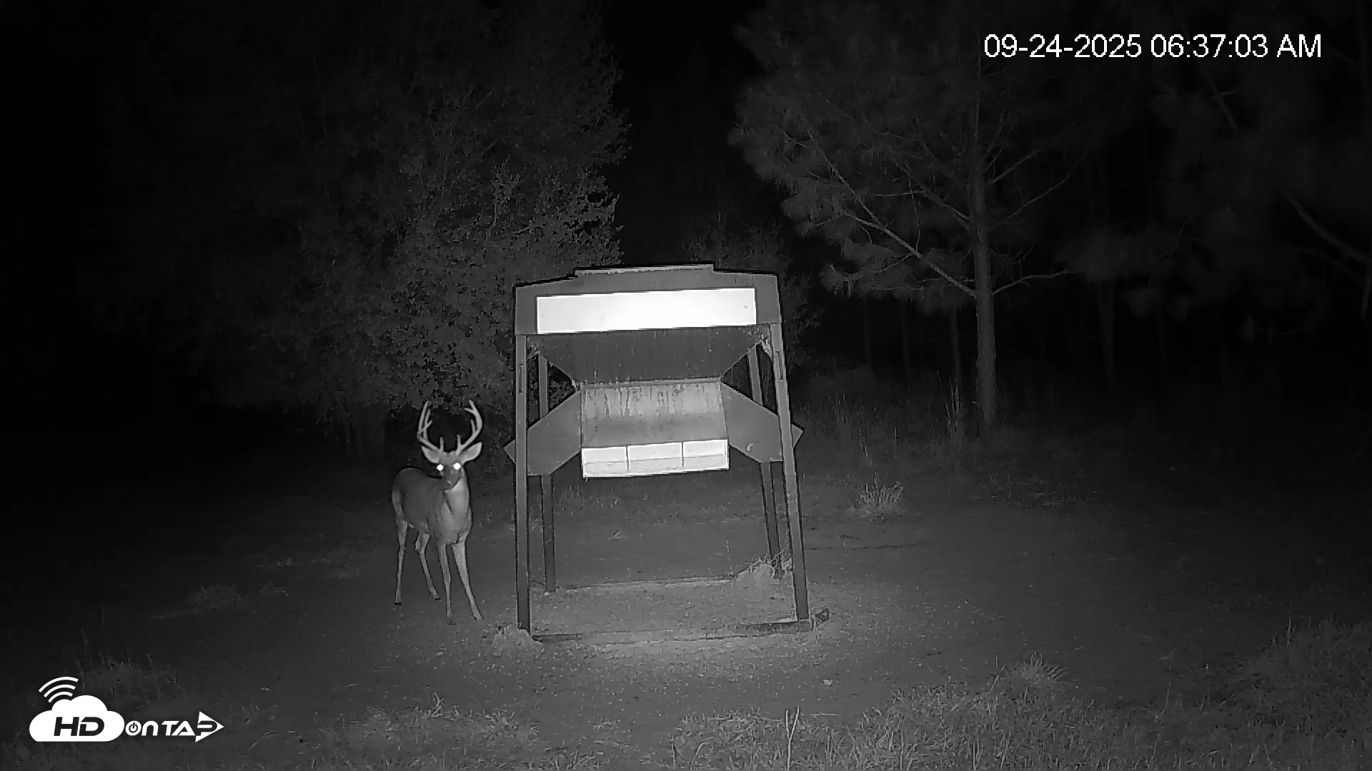 Snapshot of Leesburg Georgia Live Deer Feeder Webcam taken Sep 24, 2025, 6:36am EDT