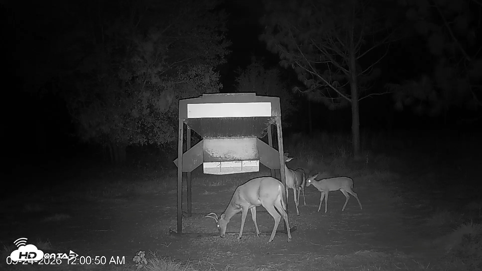 Snapshot of Leesburg Georgia Live Deer Feeder Webcam taken Sep 24, 2026, 12:01am EDT
