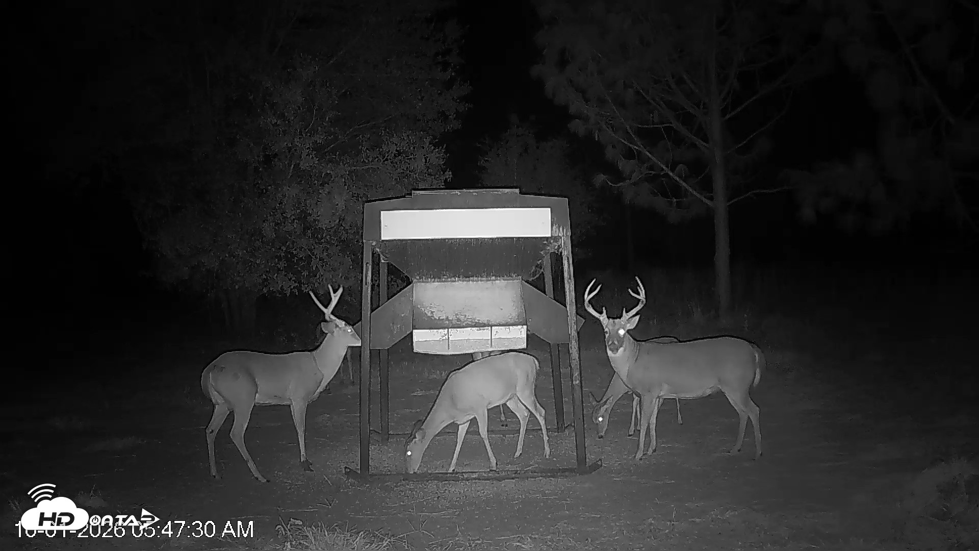 Snapshot of Leesburg Georgia Live Deer Feeder Webcam taken Oct 1, 2026, 5:47am EDT