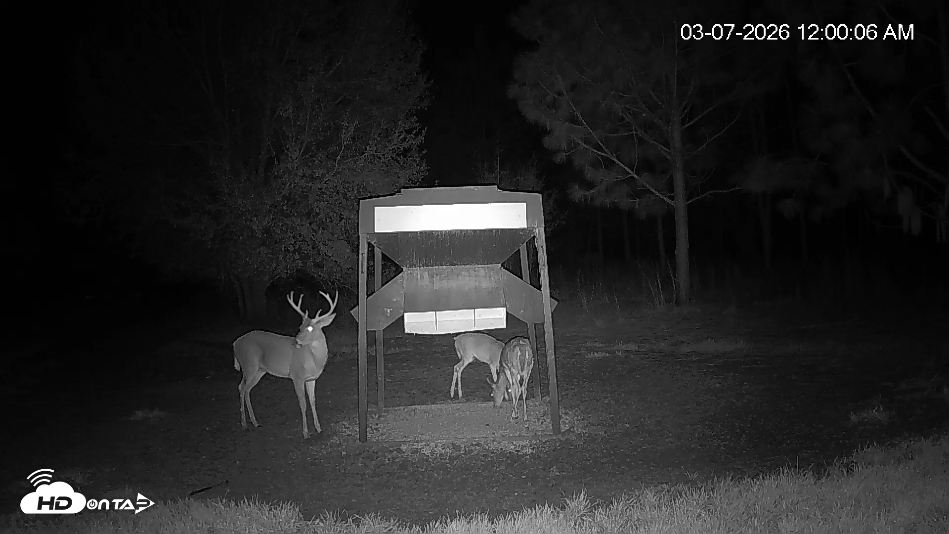 Snapshot of Leesburg Georgia Live Deer Feeder Webcam taken Mar 6, 2026, 11:00pm EST