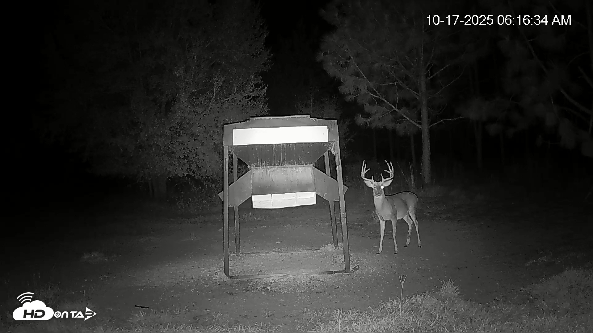 Snapshot of Leesburg Georgia Live Deer Feeder Webcam taken Oct 17, 2025, 6:16am EDT