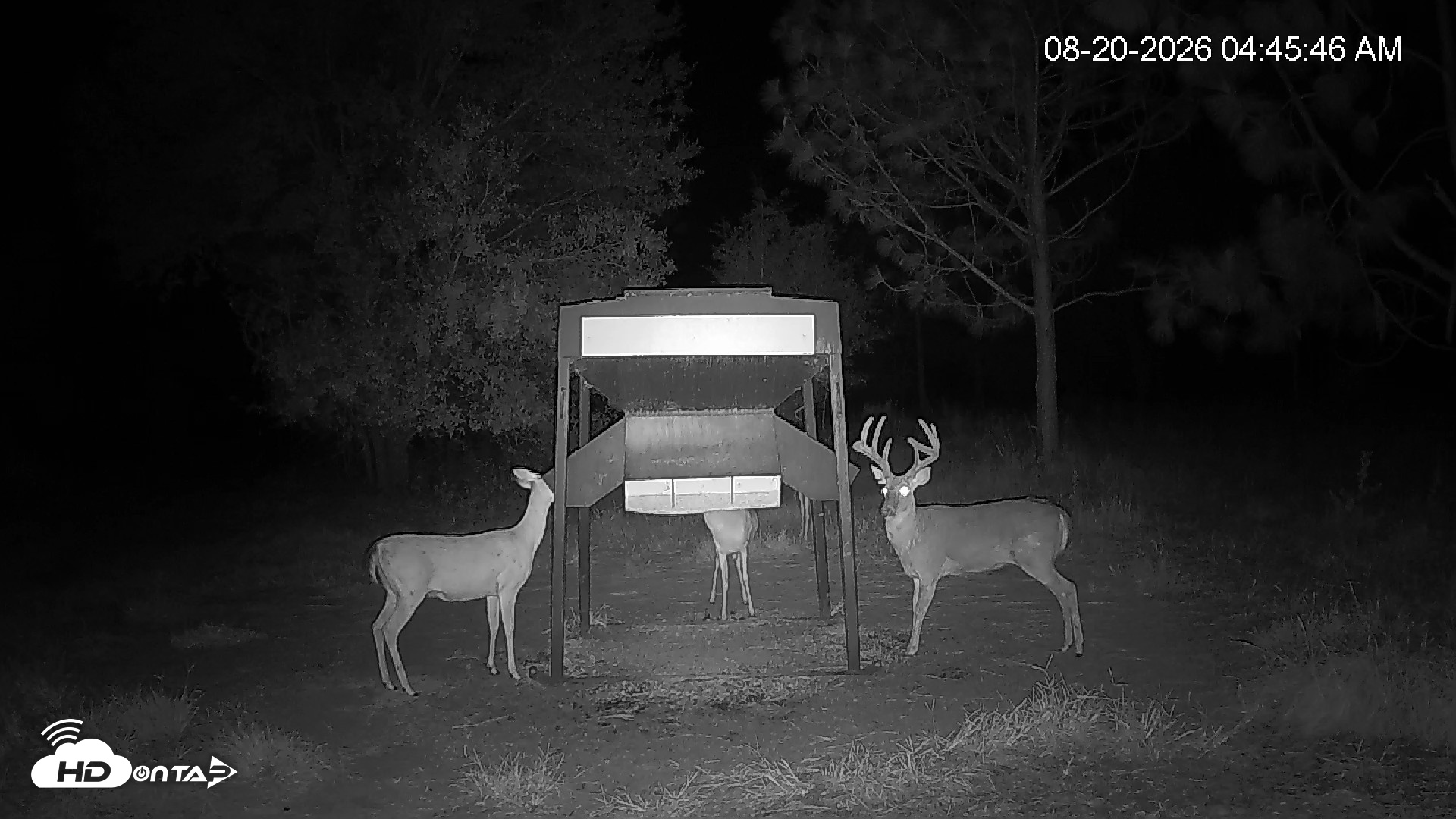 Snapshot of Leesburg Georgia Live Deer Feeder Webcam taken Aug 20, 2026, 4:45am EDT
