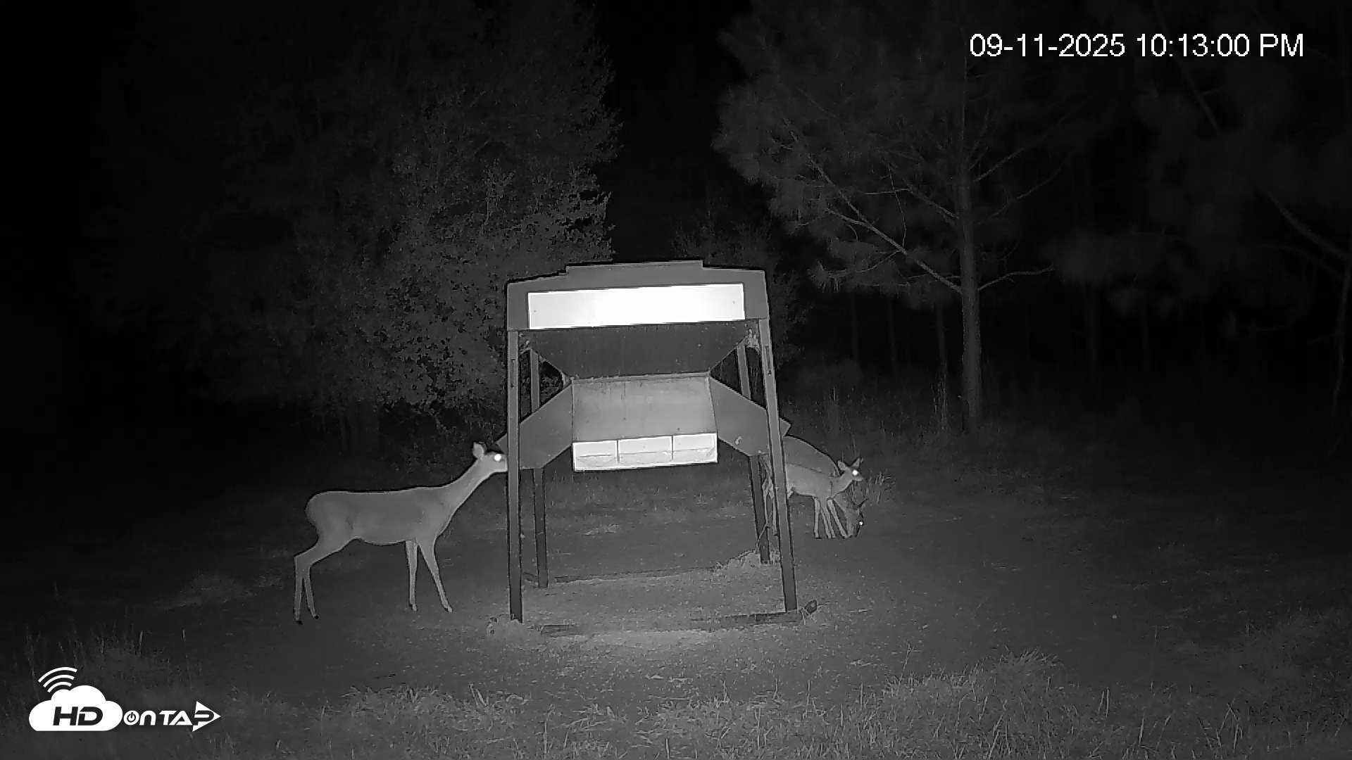 Snapshot of Leesburg Georgia Live Deer Feeder Webcam taken Sep 11, 2025, 10:13pm EDT