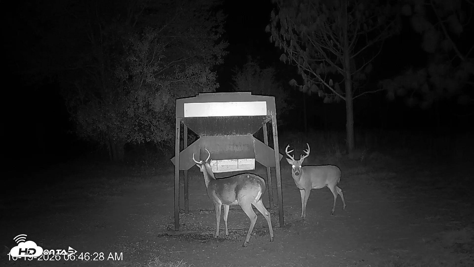 Snapshot of Leesburg Georgia Live Deer Feeder Webcam taken Oct 19, 2026, 6:46am EDT