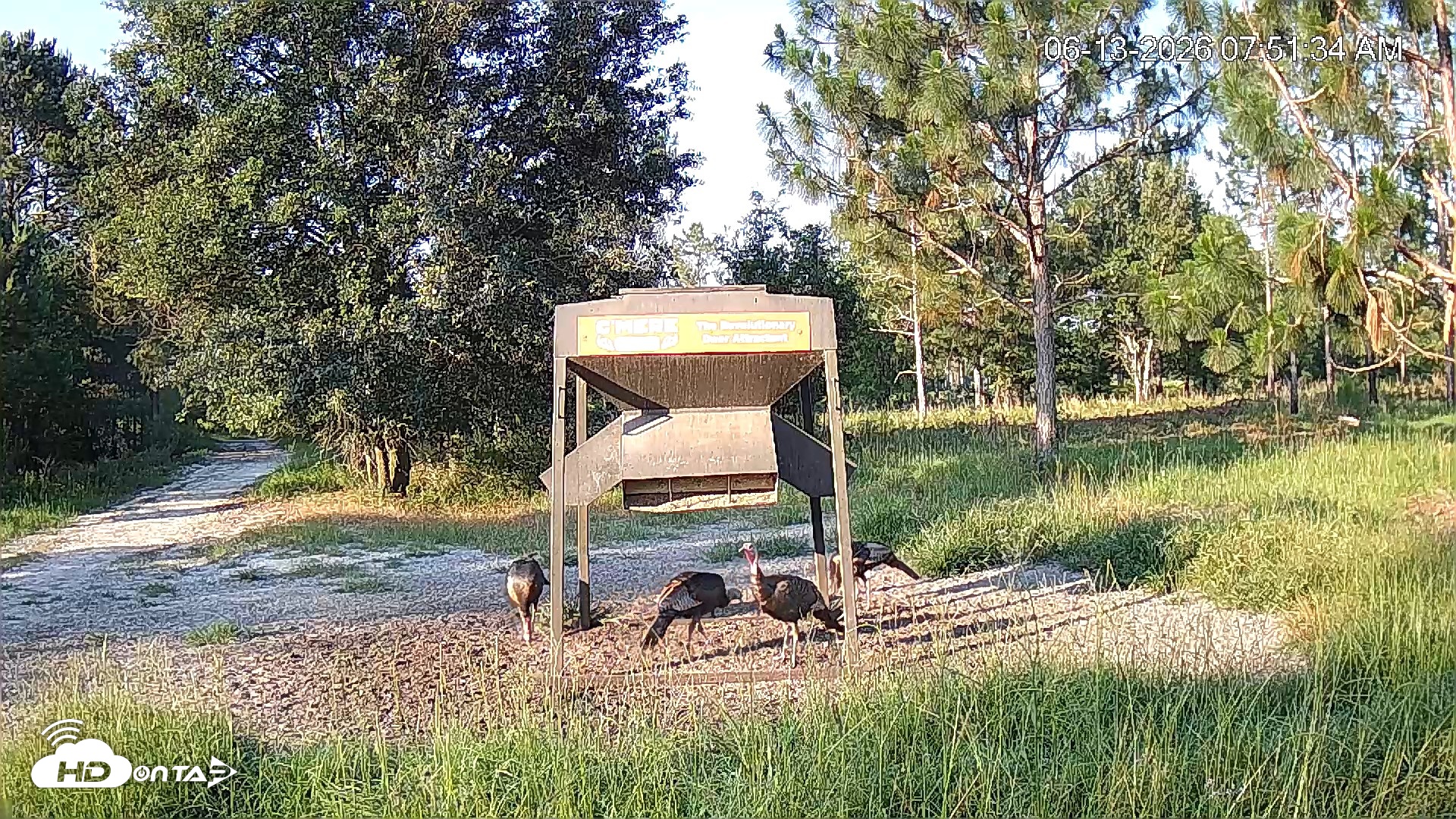 Snapshot of Leesburg Georgia Live Deer Feeder Webcam taken Jun 13, 2026, 7:52am EDT