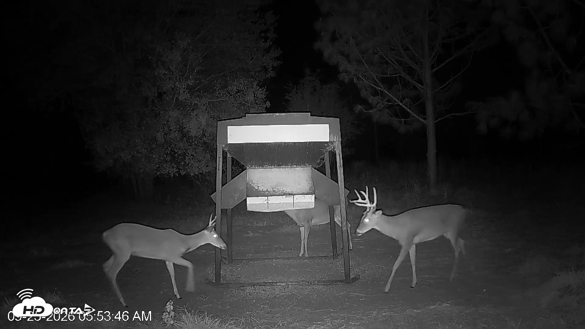 Snapshot of Leesburg Georgia Live Deer Feeder Webcam taken Sep 25, 2026, 5:53am EDT