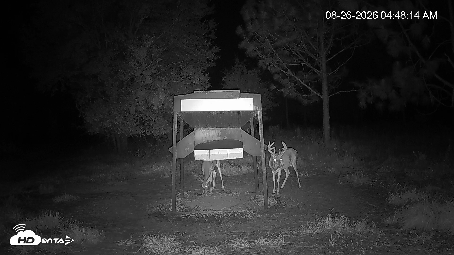 Snapshot of Leesburg Georgia Live Deer Feeder Webcam taken Aug 26, 2026, 4:47am EDT