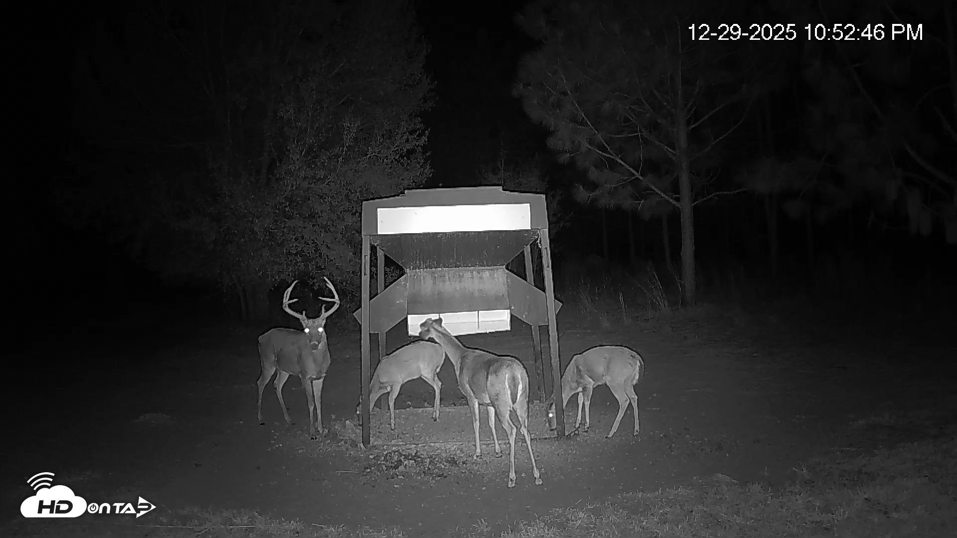 Snapshot of Leesburg Georgia Live Deer Feeder Webcam taken Dec 29, 2025, 10:52pm EST