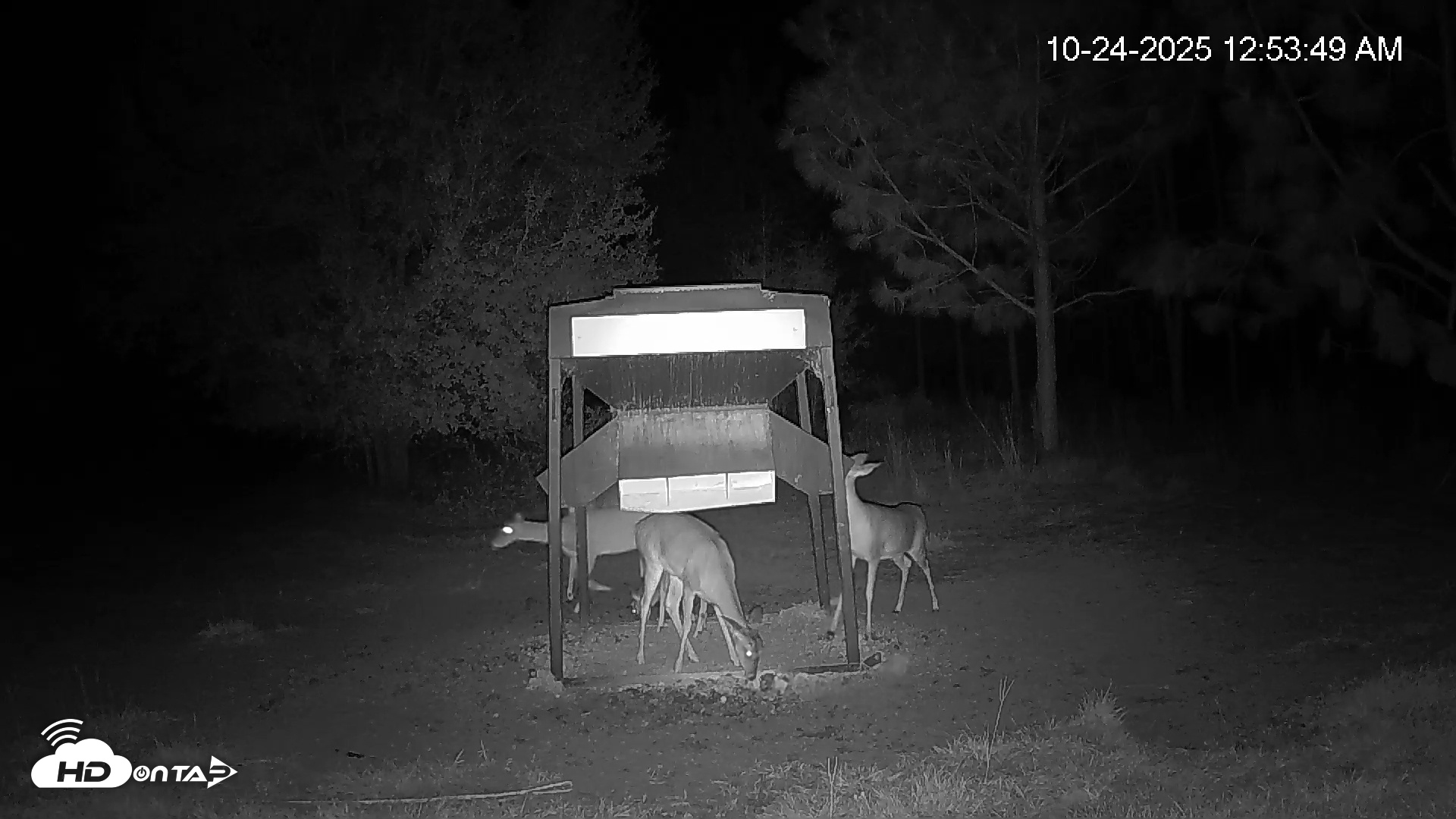 Snapshot of Leesburg Georgia Live Deer Feeder Webcam taken Oct 24, 2025, 12:54am EDT