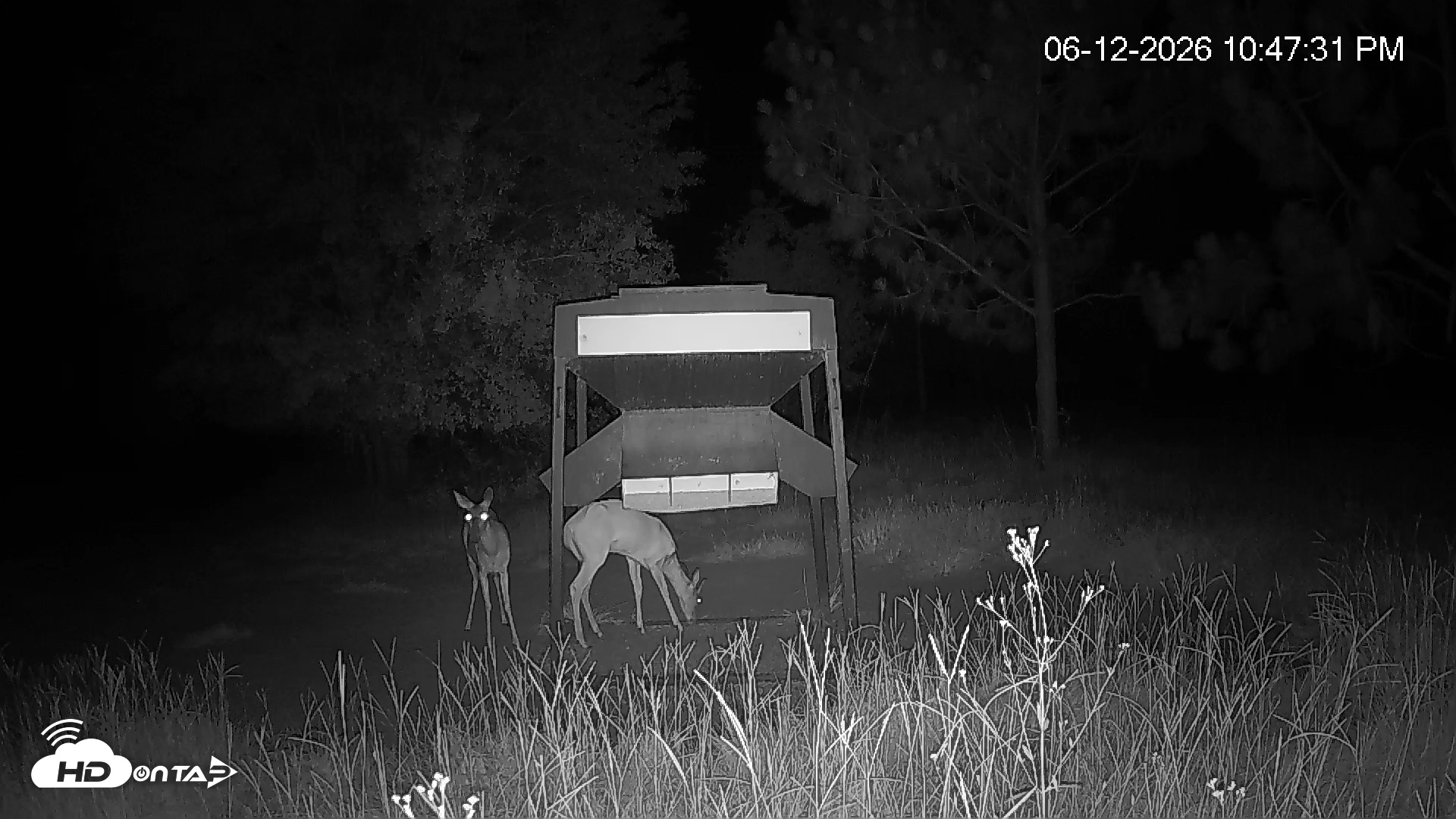 Snapshot of Leesburg Georgia Live Deer Feeder Webcam taken Jun 12, 2026, 10:48pm EDT