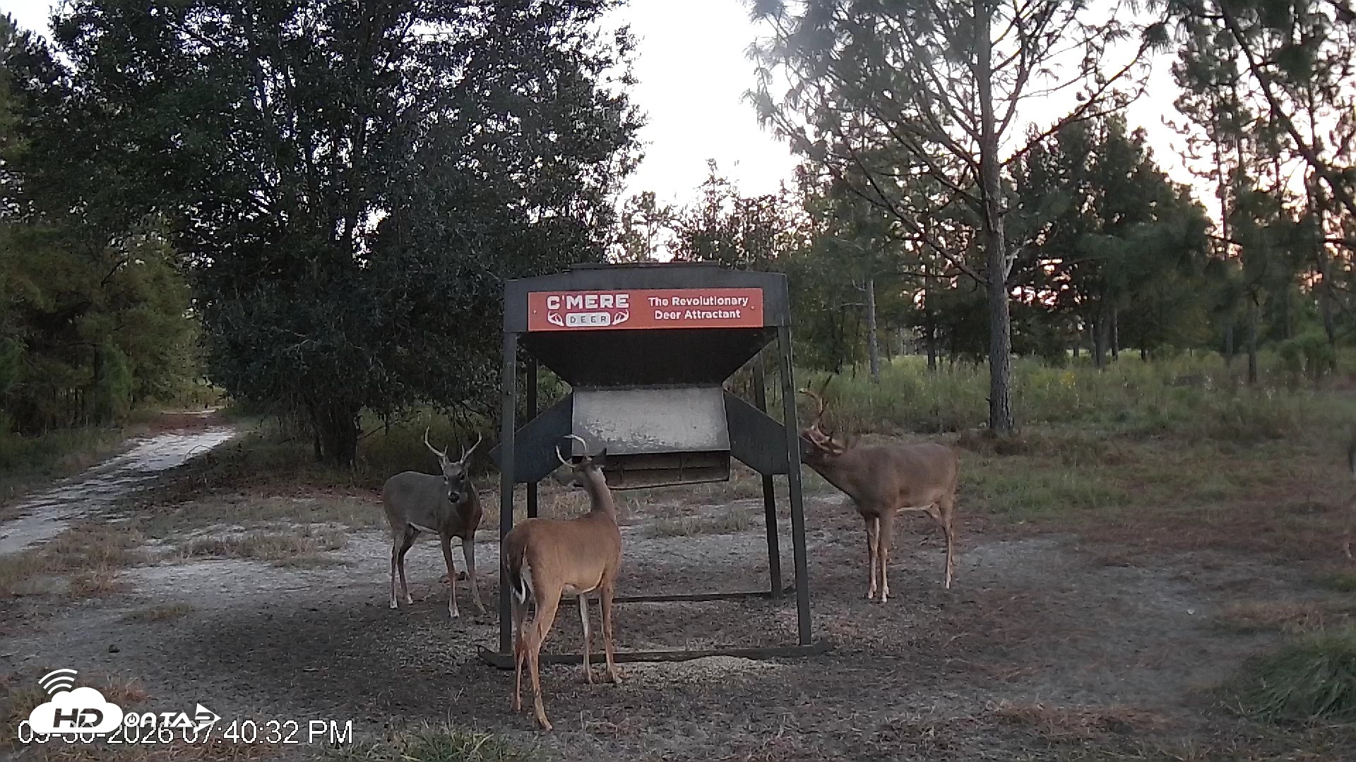 Snapshot of Leesburg Georgia Live Deer Feeder Webcam taken Sep 30, 2026, 7:40pm EDT