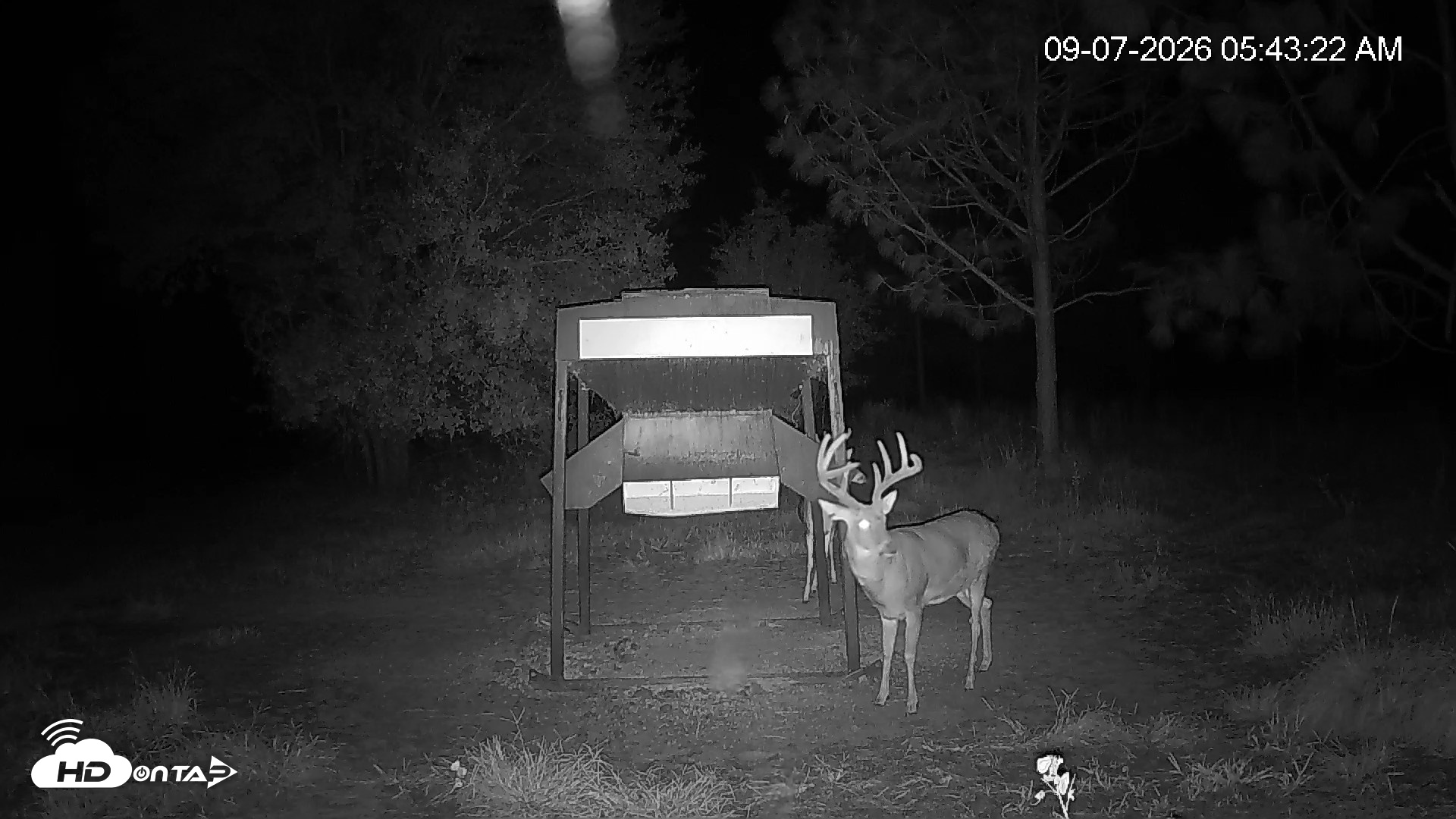 Snapshot of Leesburg Georgia Live Deer Feeder Webcam taken Sep 7, 2026, 5:44am EDT