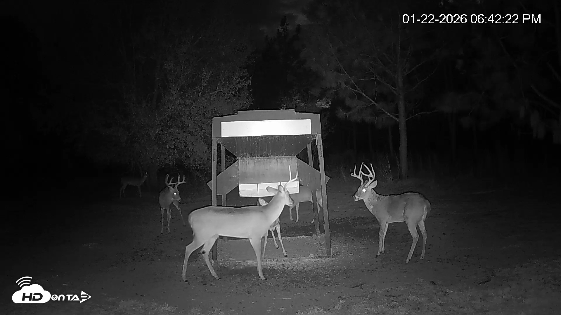 Snapshot of Leesburg Georgia Live Deer Feeder Webcam taken Jan 22, 2026, 6:42pm EST